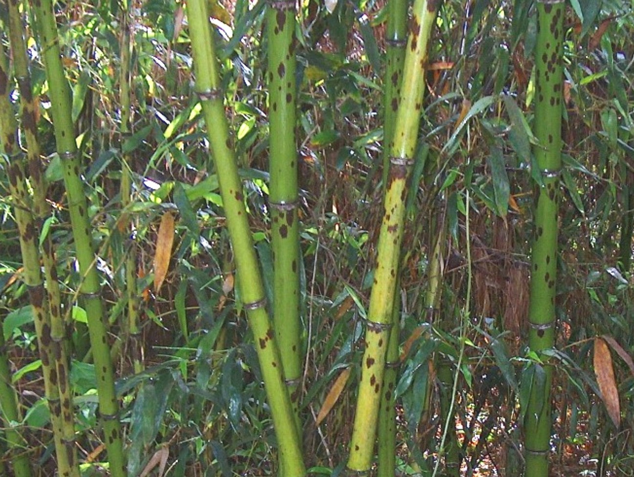 Phyllostachys nigra 'Bory'  / Bory Black Bamboo