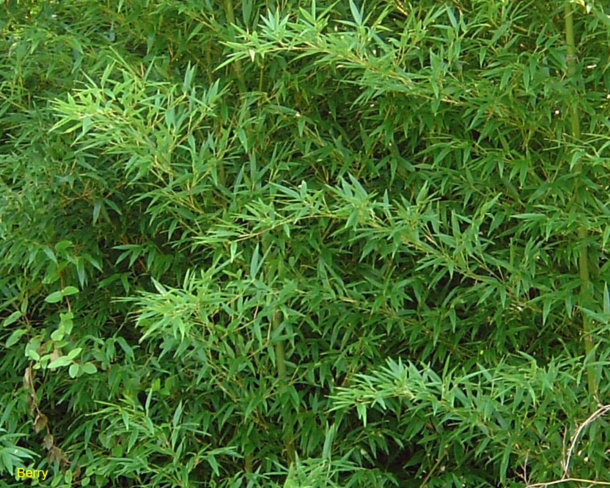 Phyllostachys nigra 'Henon'  / Giant Gray Bamboo