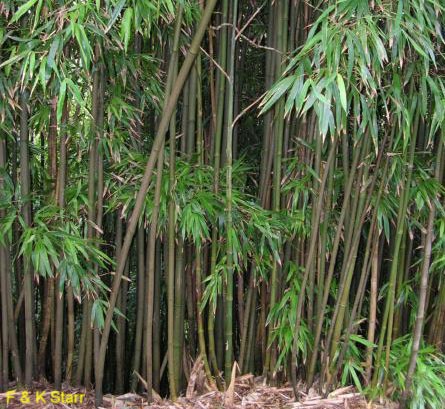 Phyllostachys nigra  / Black Bamboo