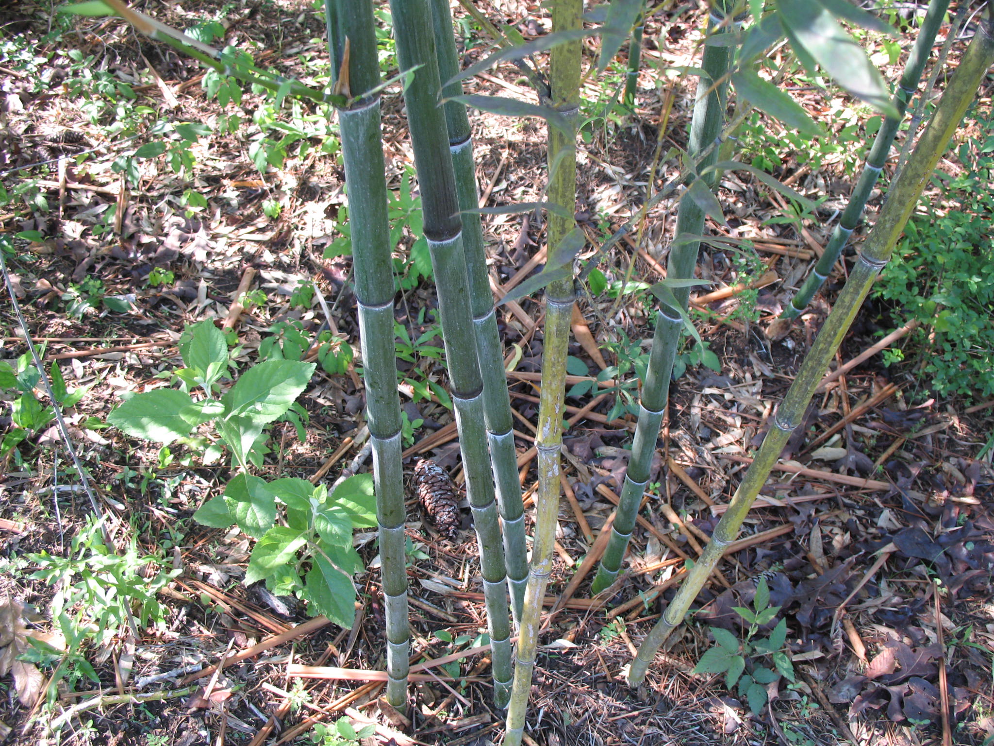 Phyllostachys nuda  / Nude Sheath Bamboo