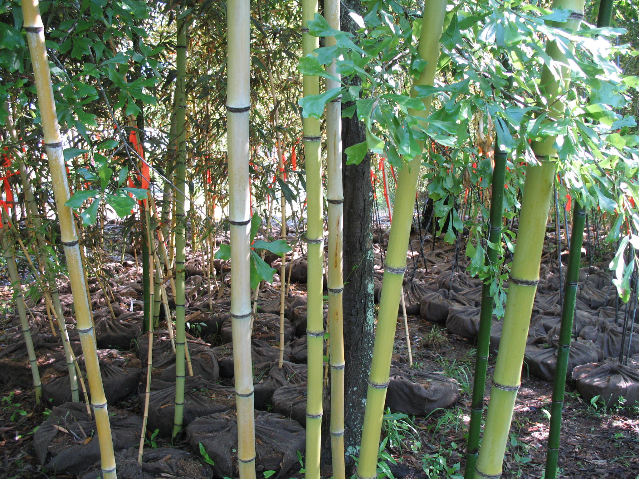 Phyllostachys praecox  / Phyllostachys praecox 