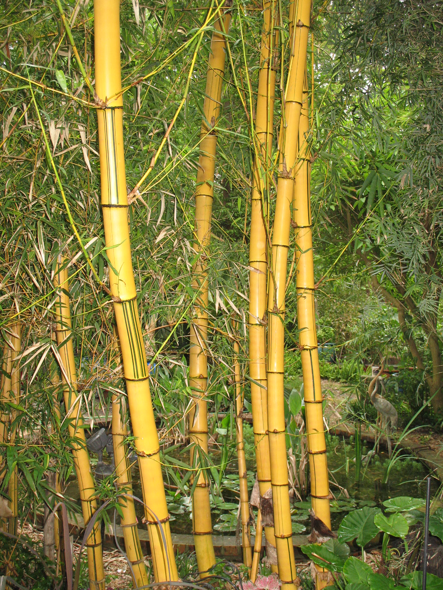 Phyllostachys viridis 'Robert Young'  / Robert Young Bamboo