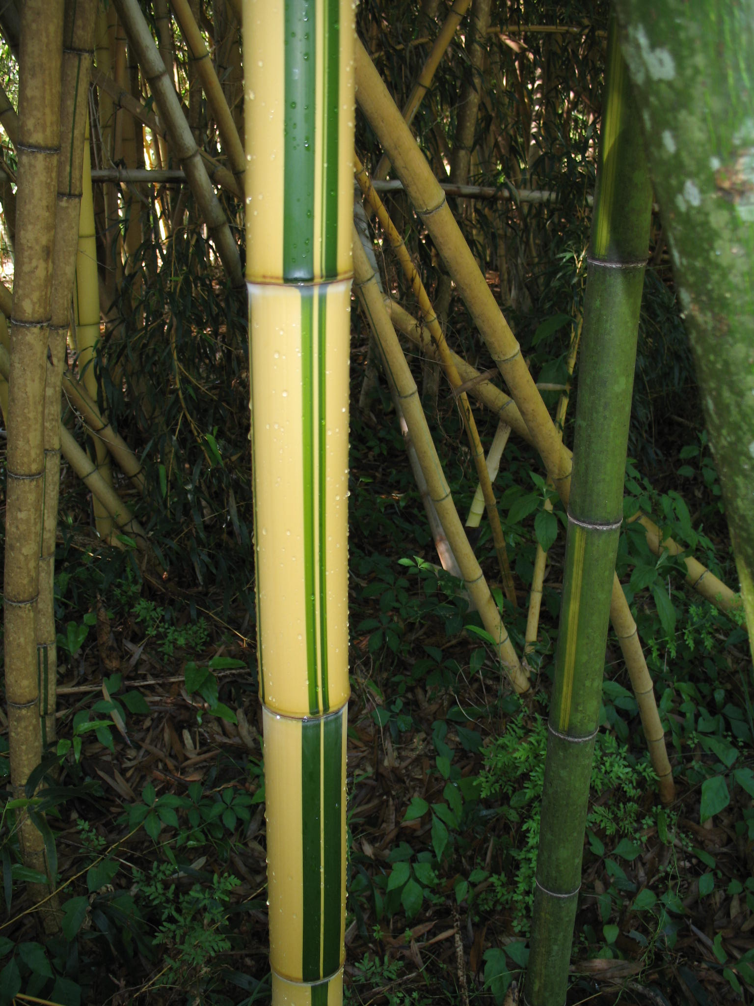 Phyllostachys vivax 'Aureocaulis' / Golden Chinese Timber Bamboo