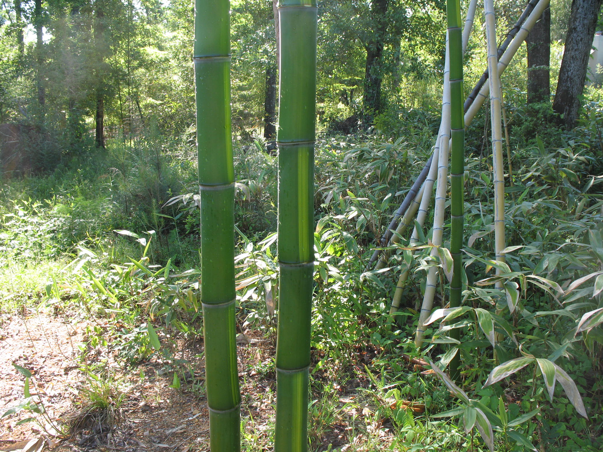 Phyllostachys vivax  / Chinese Timber Bamboo