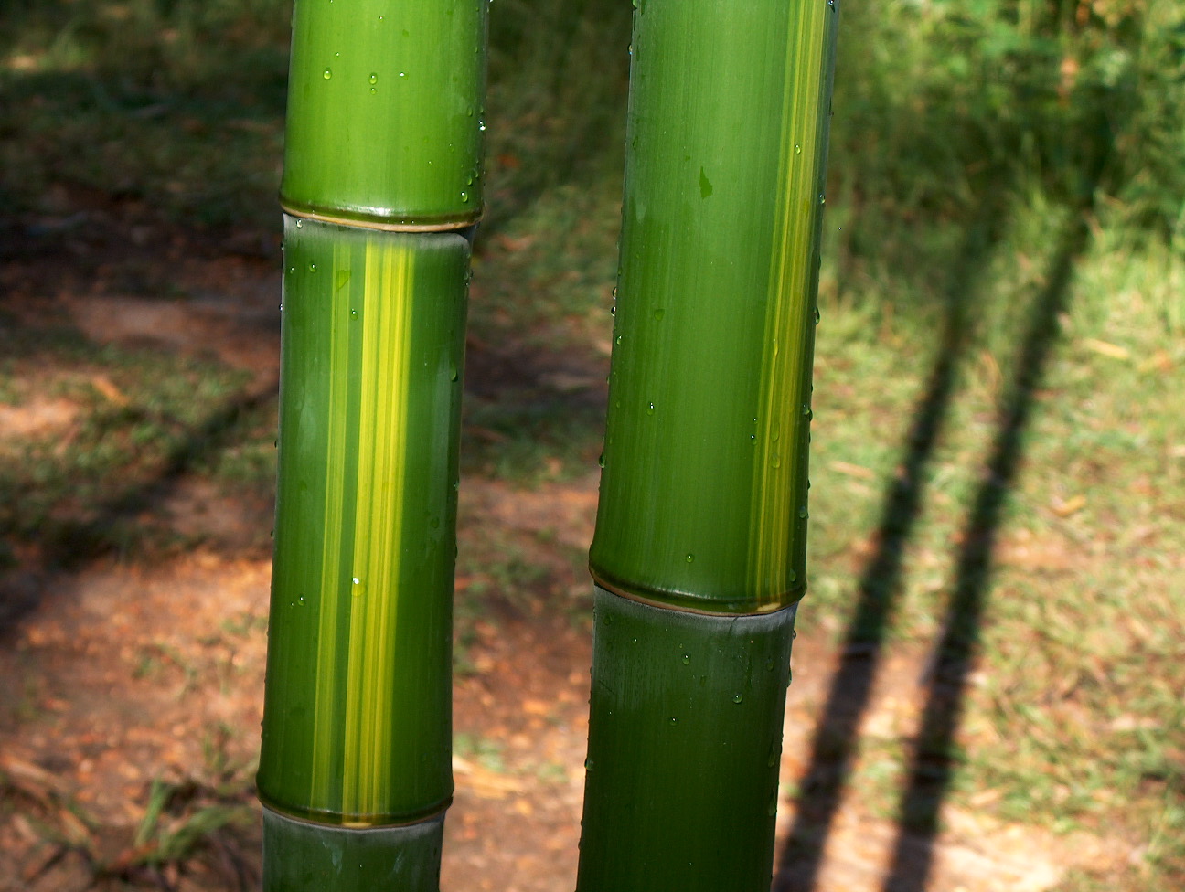 Phyllostachys vivax 'Huangwenzhu'  / Yellow Groove Bamboo