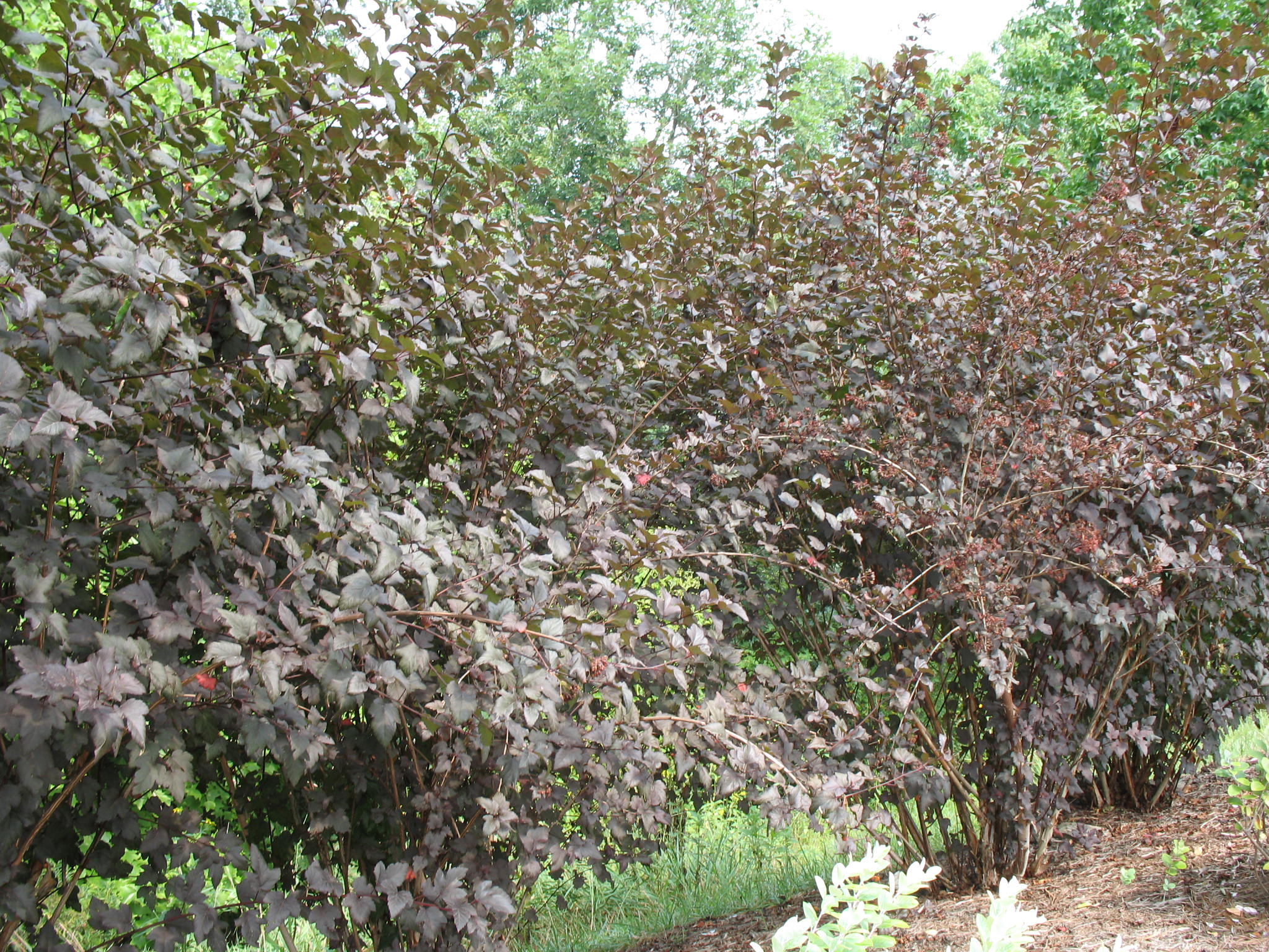 Physocarpus opulifolius 'Diablo'   / Ninebark