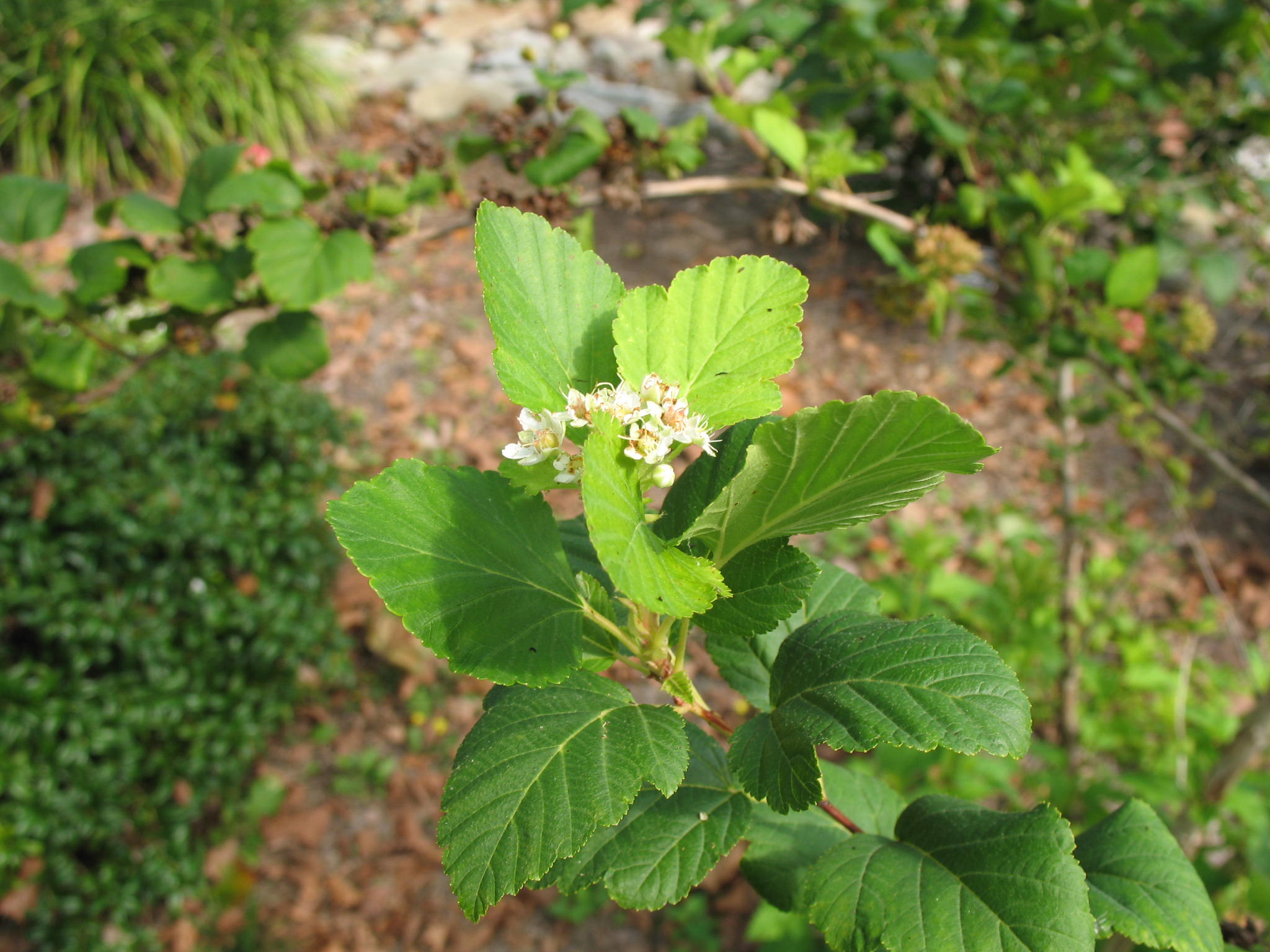 Physocarpus opulifolius  / Physocarpus opulifolius 