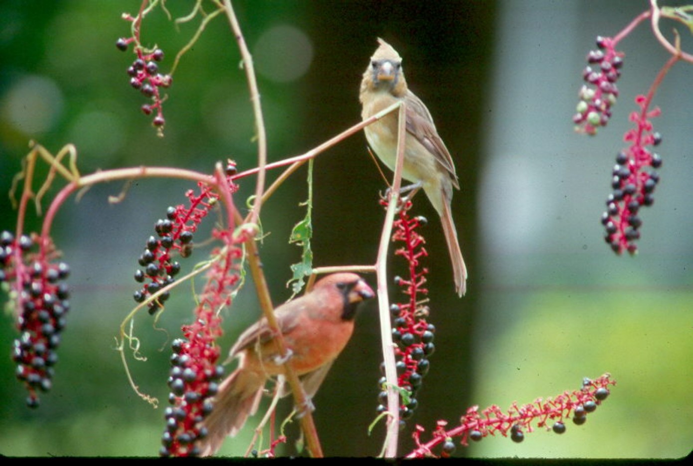 Phytolacca americana  / Pokeweed