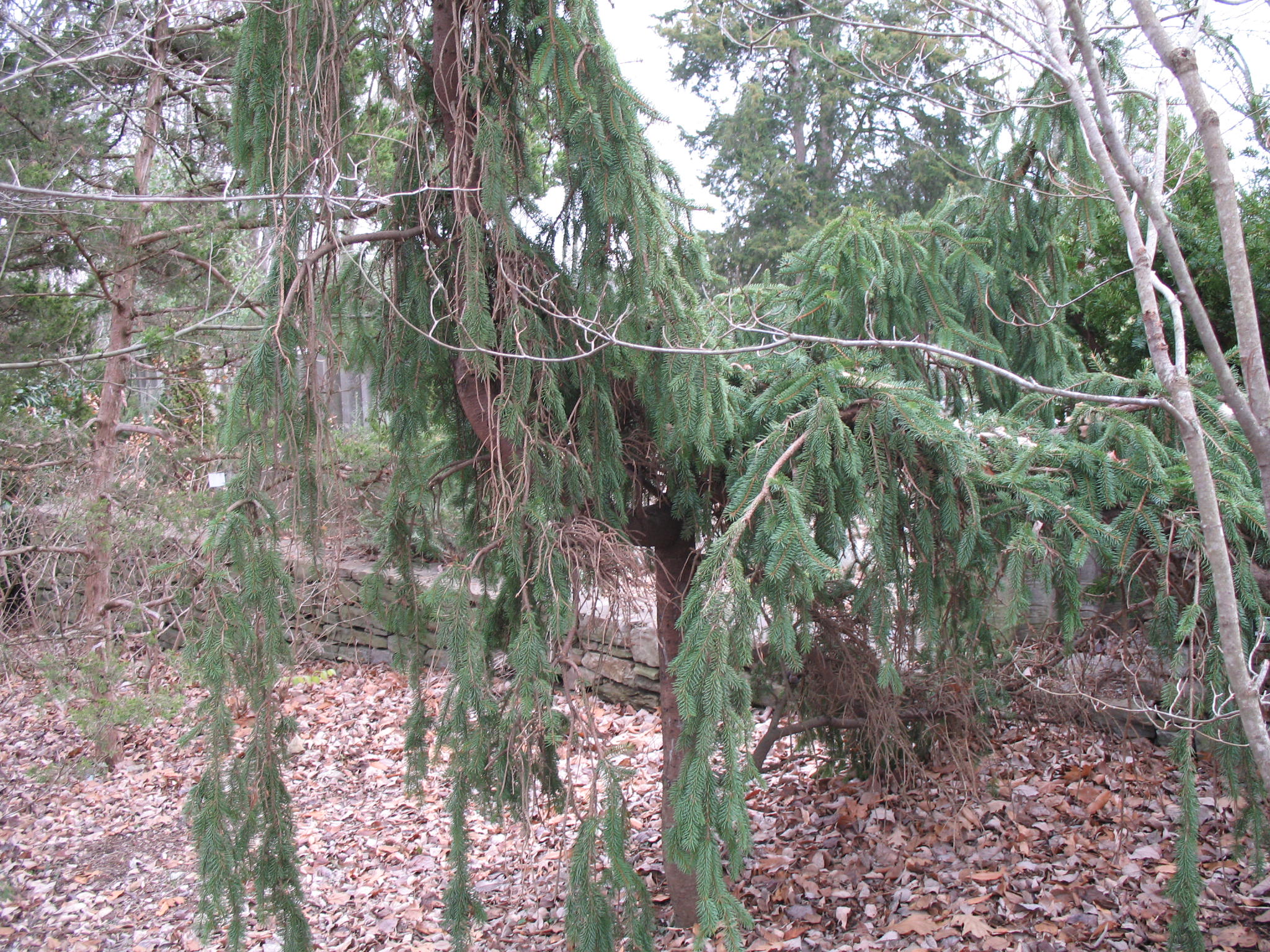 Picea aibes 'Pendula'  / Weeping Norway Spruce