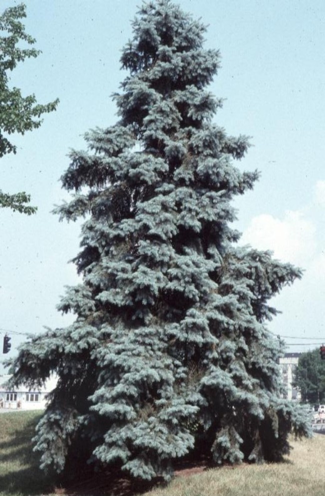 Picea pungens 'Glauca'  / Colorado Blue Spruce