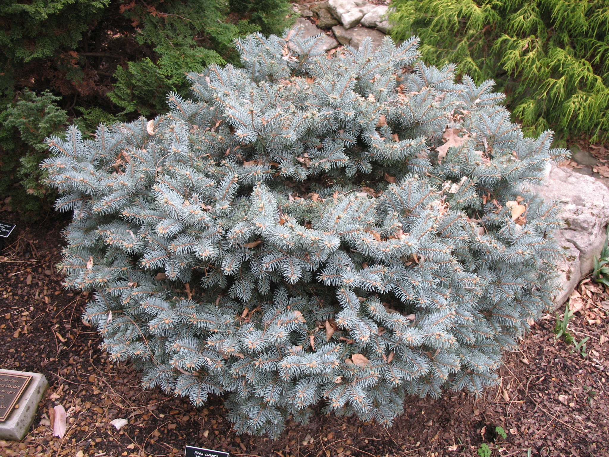 Picea pungens glauca  'Montgomery'  / Montgomery Blue Spruce