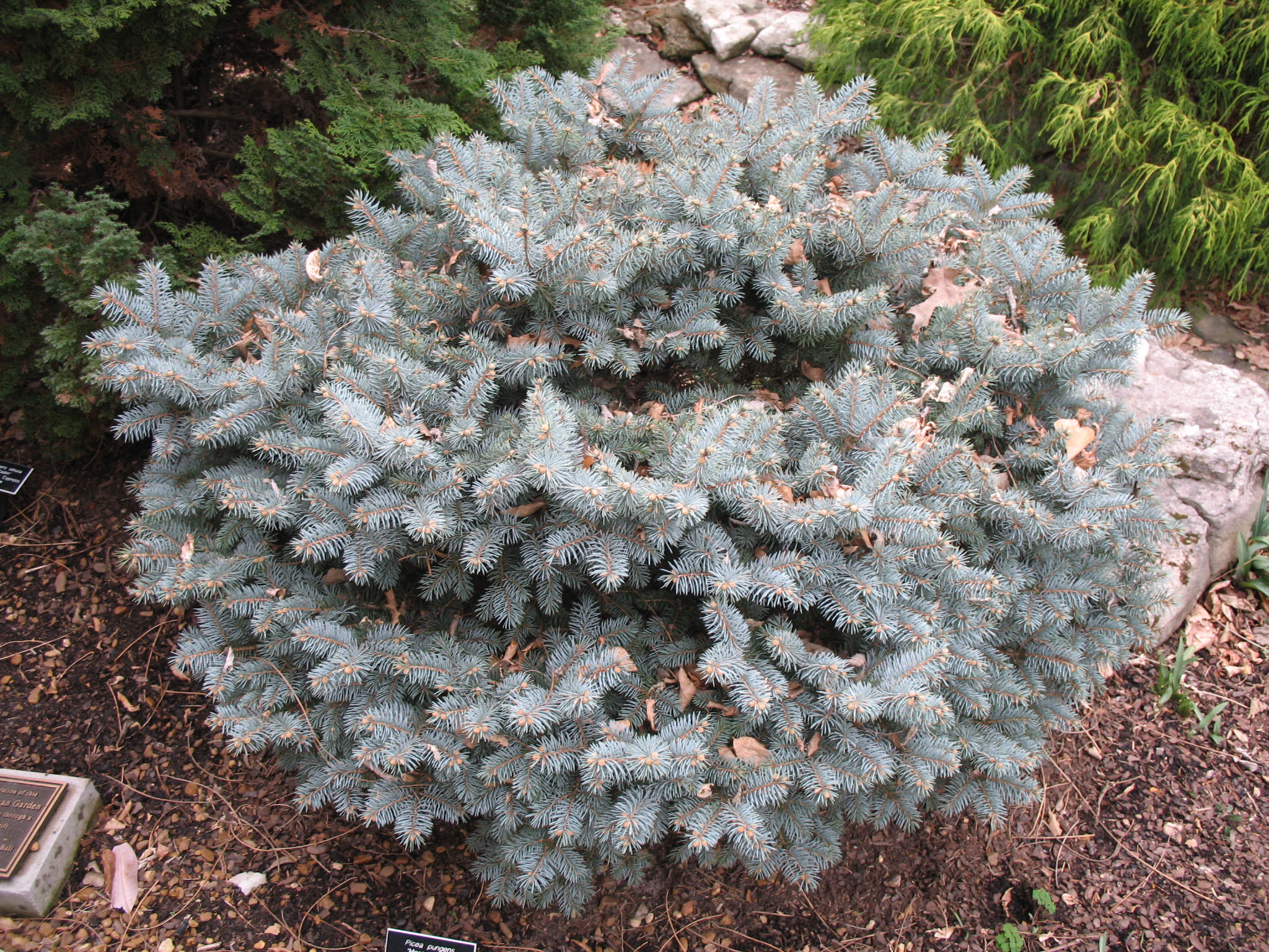 Picea pungens glauca  'Montgomery'  / Picea pungens glauca  'Montgomery' 