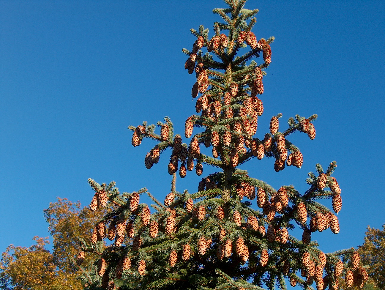 Picea pungens  / Colorado Spruce