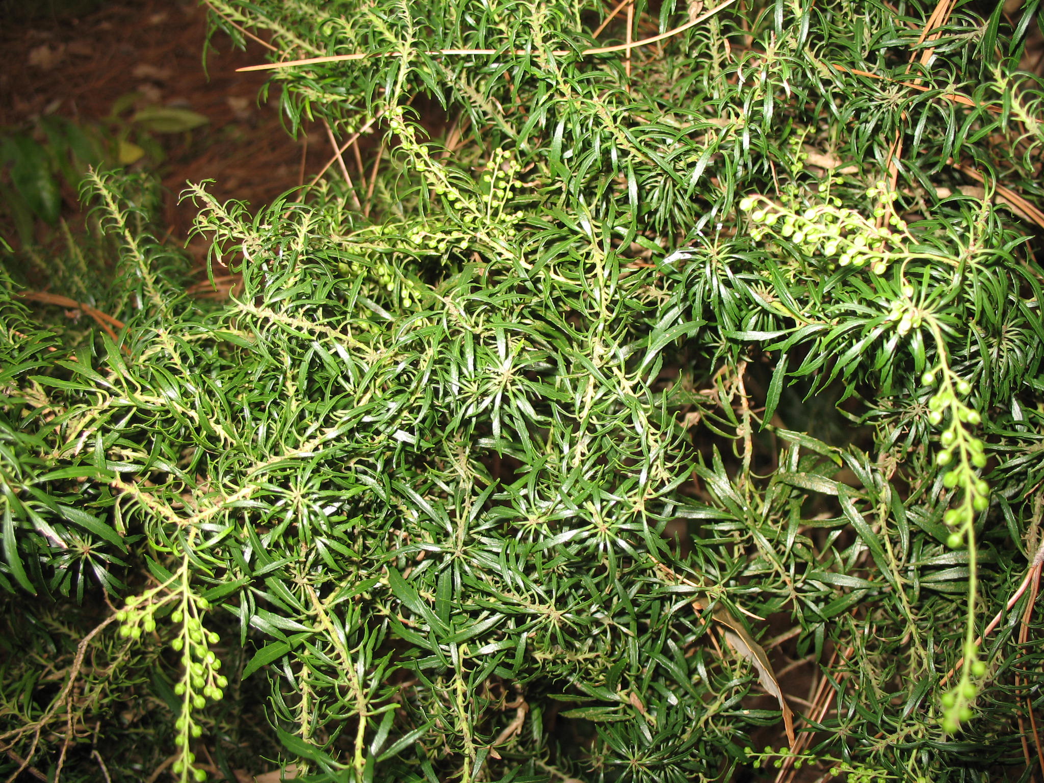 Pieris japonica 'Pygmaea'  / Pieris japonica 'Pygmaea' 