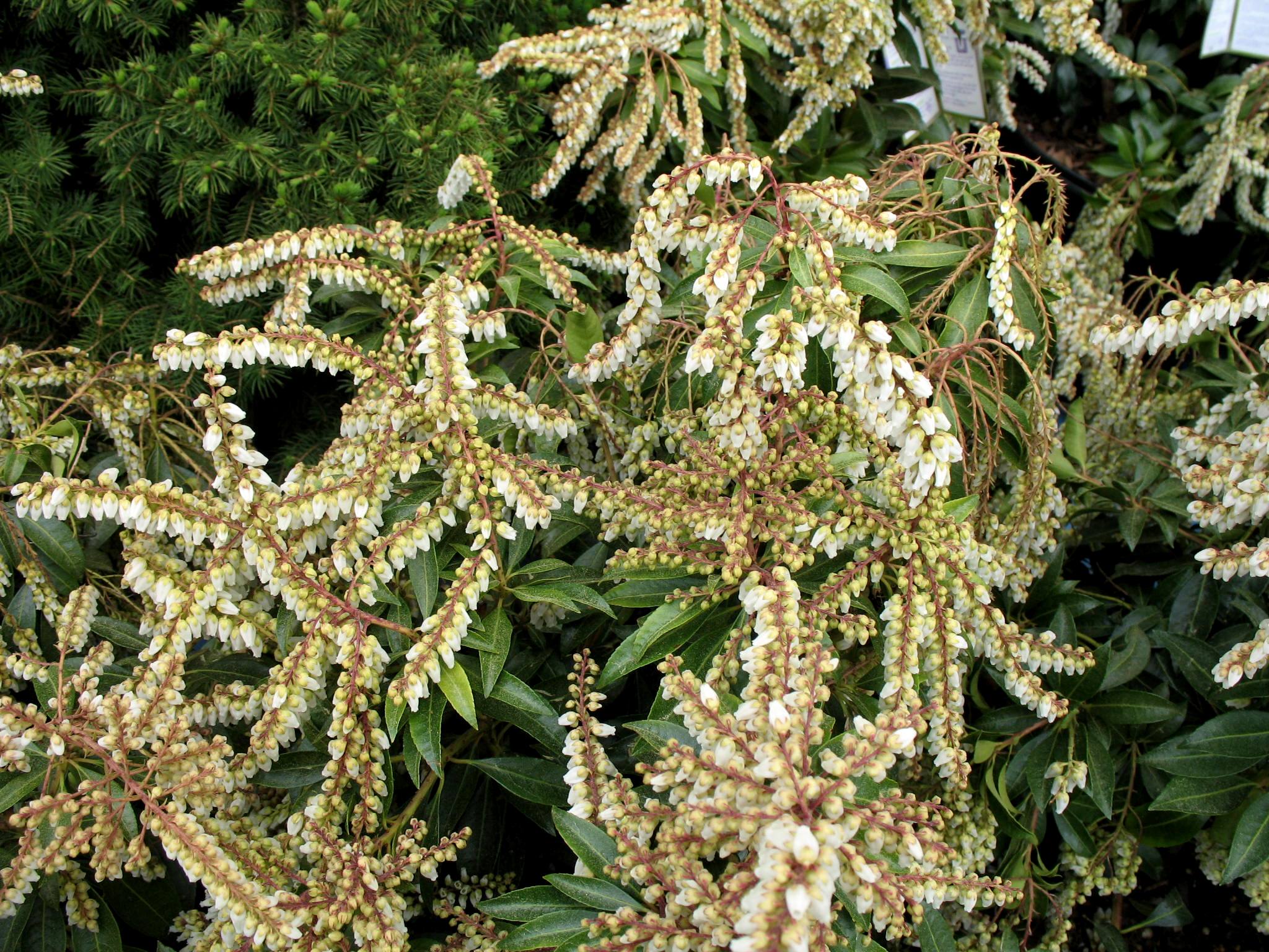 Pieris japonica 'Scarlet O'Hara'  / Pieris japonica 'Scarlet O'Hara' 