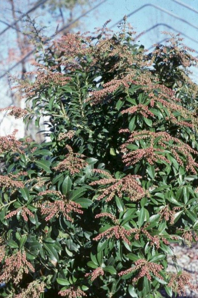 Pieris japonica / Pieris japonica
