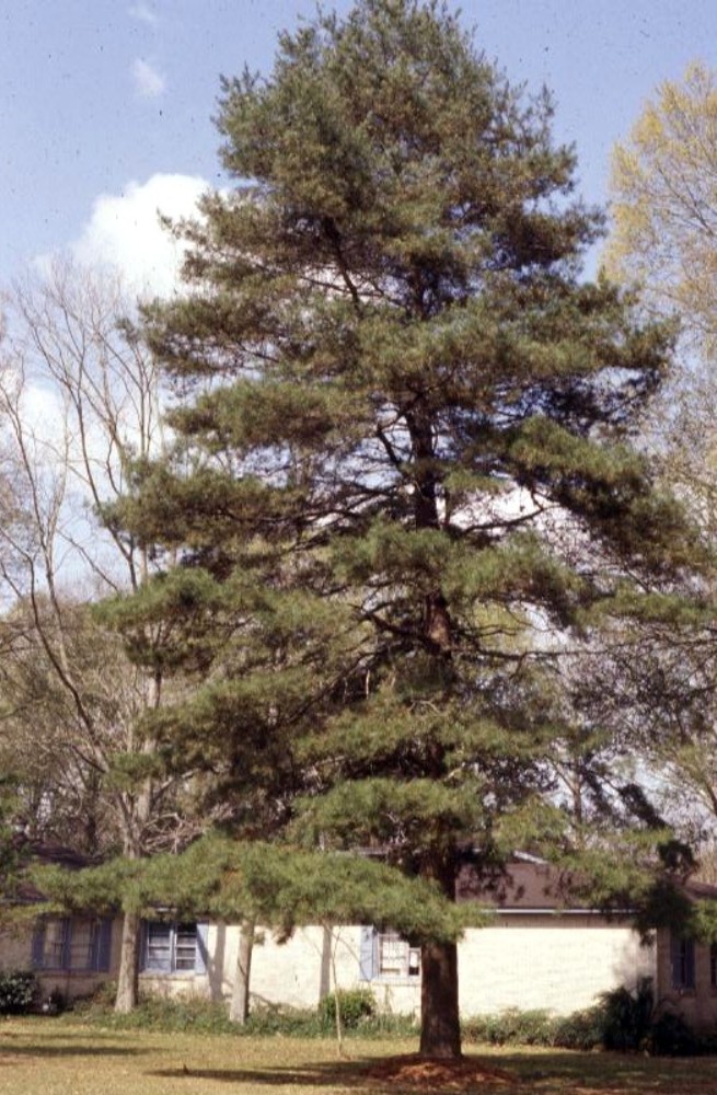 Pinus echinata  / Pinus echinata 