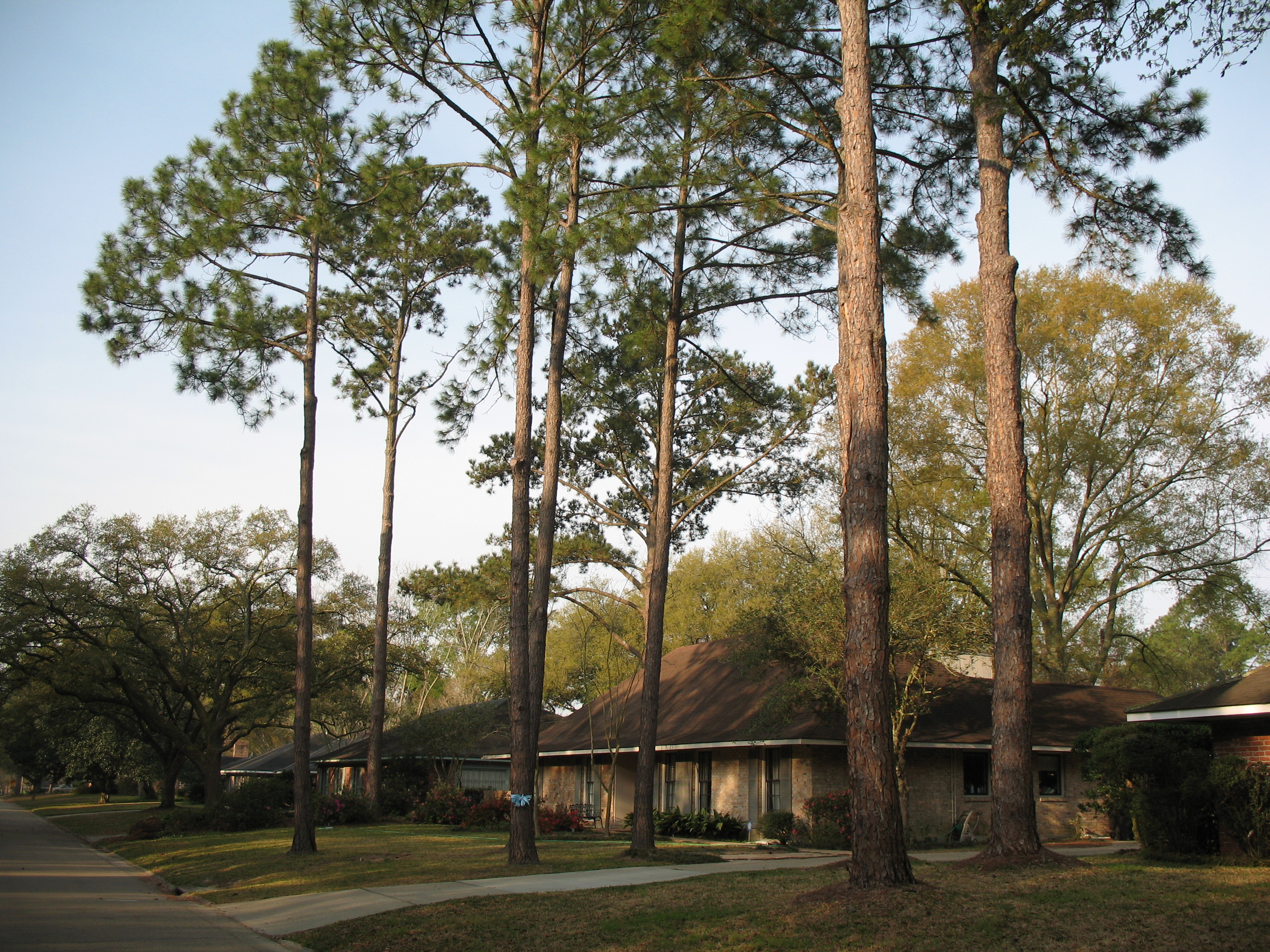 Pinus elliottii  / Pinus elliottii 