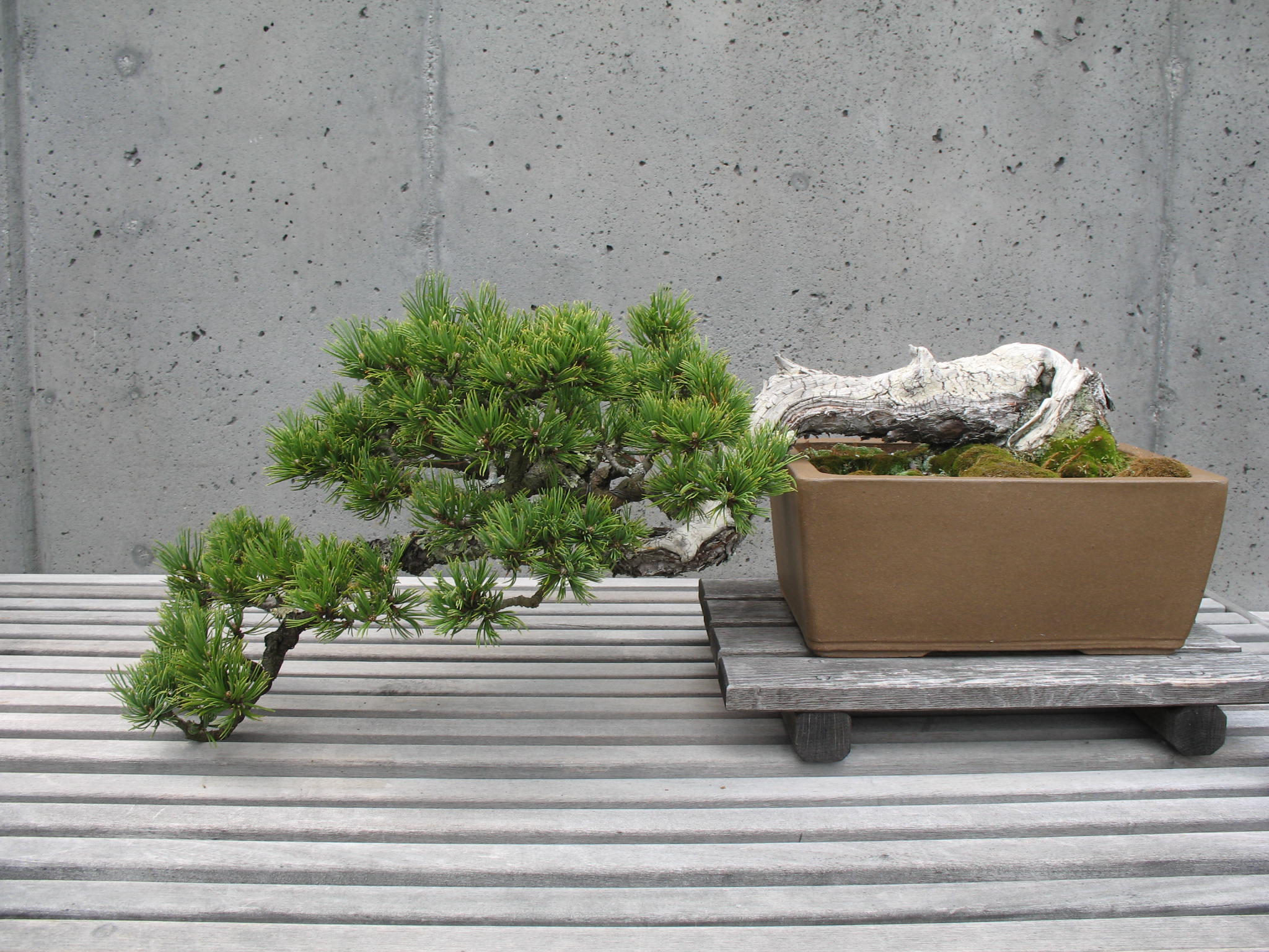 Pinus flexilis   / Limber Pine