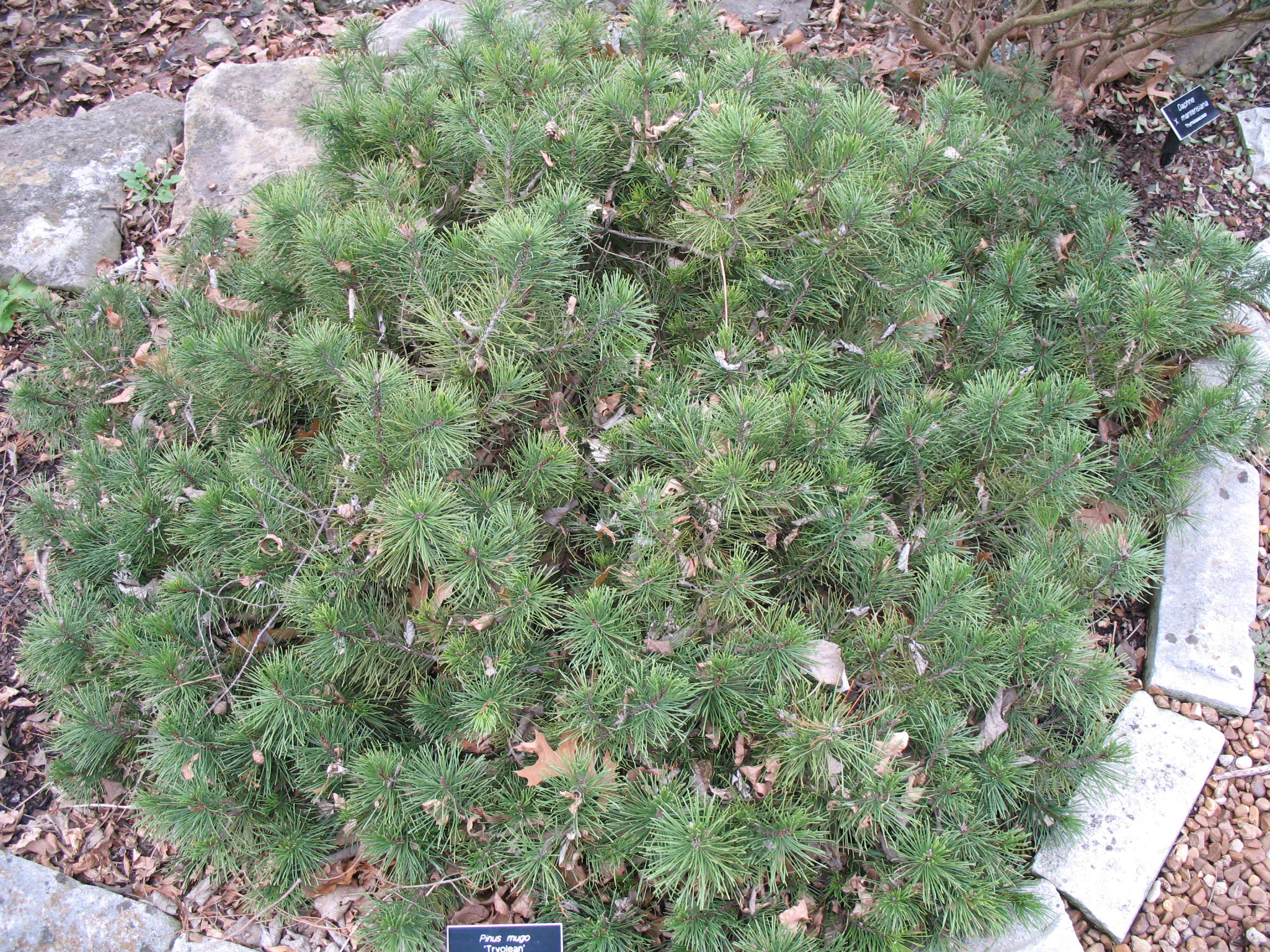 Pinus mugo 'Tyrolean'  / Tryolean Mugo Pine