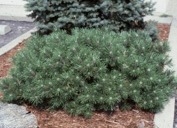 Pinus mugo  / Pinus mugo 