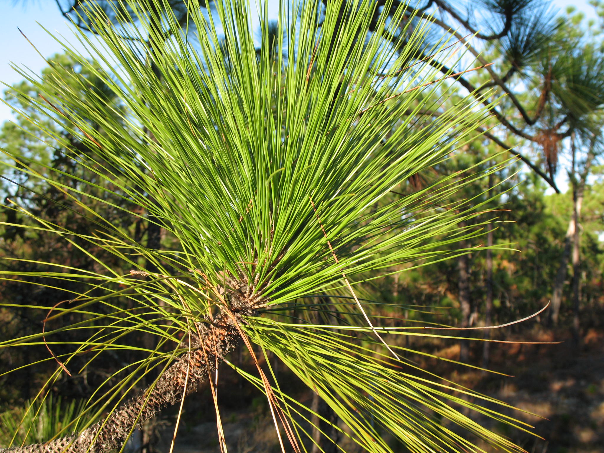 Pinus palustris  / Longleaf Pine