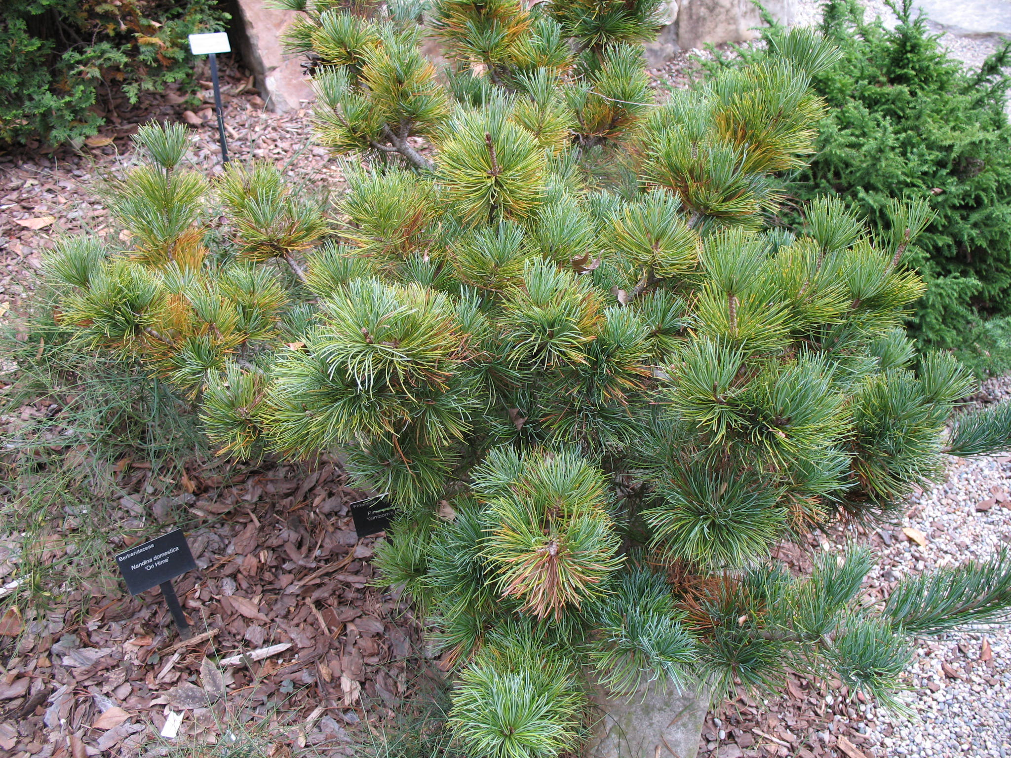Pinus parviflora 'Gimborn's Ideal'  / Pinus parviflora 'Gimborn's Ideal' 