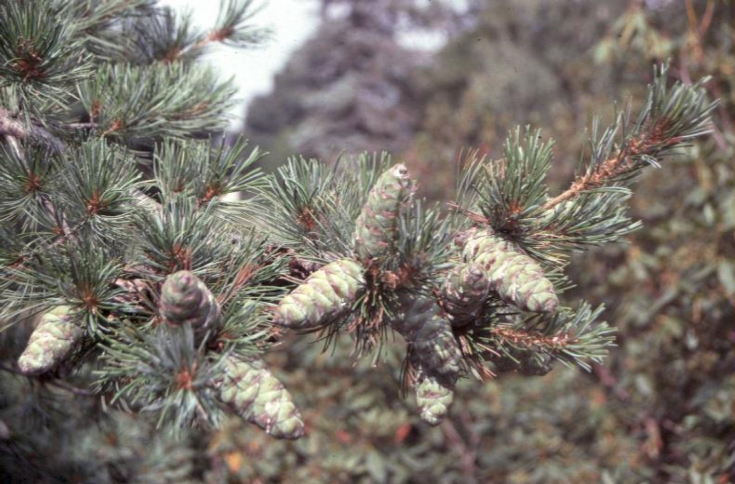 Pinus parviflora 'Glauca' / Glauca Pine