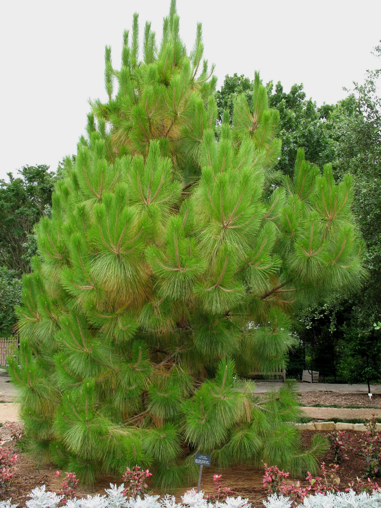 Pinus roxburghii  / Pinus roxburghii 