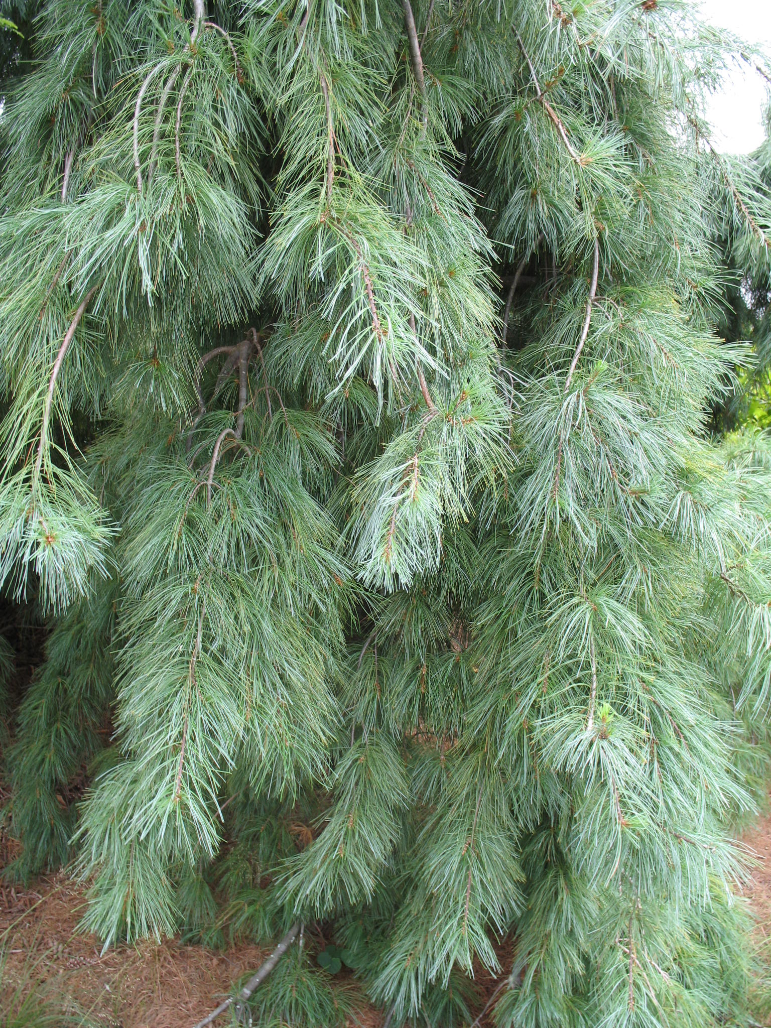 Pinus strobus 'Pendula'   / Pinus strobus 'Pendula'  