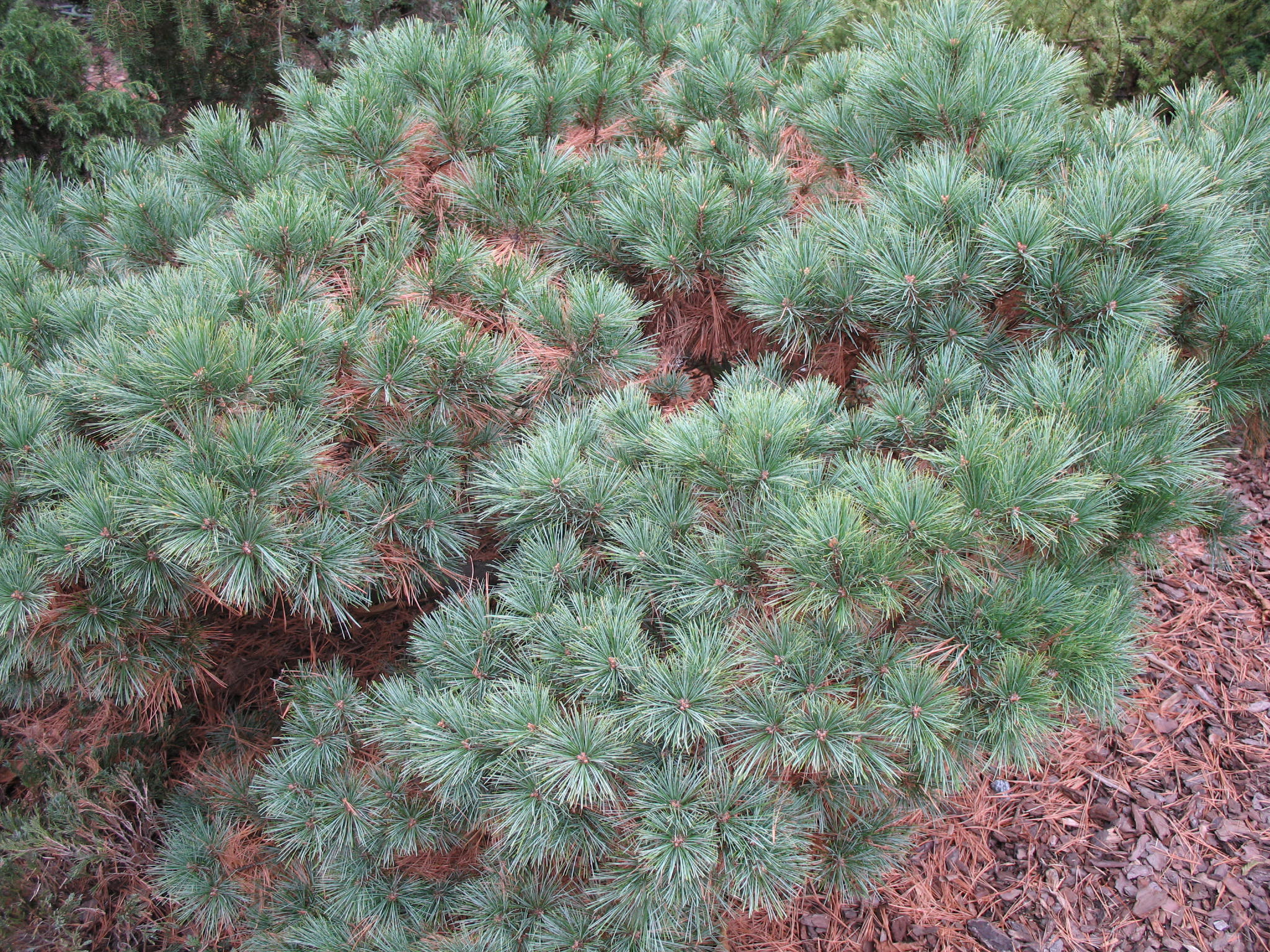 Pinus strobus 'Sea Urchin'   / Pinus strobus 'Sea Urchin'  