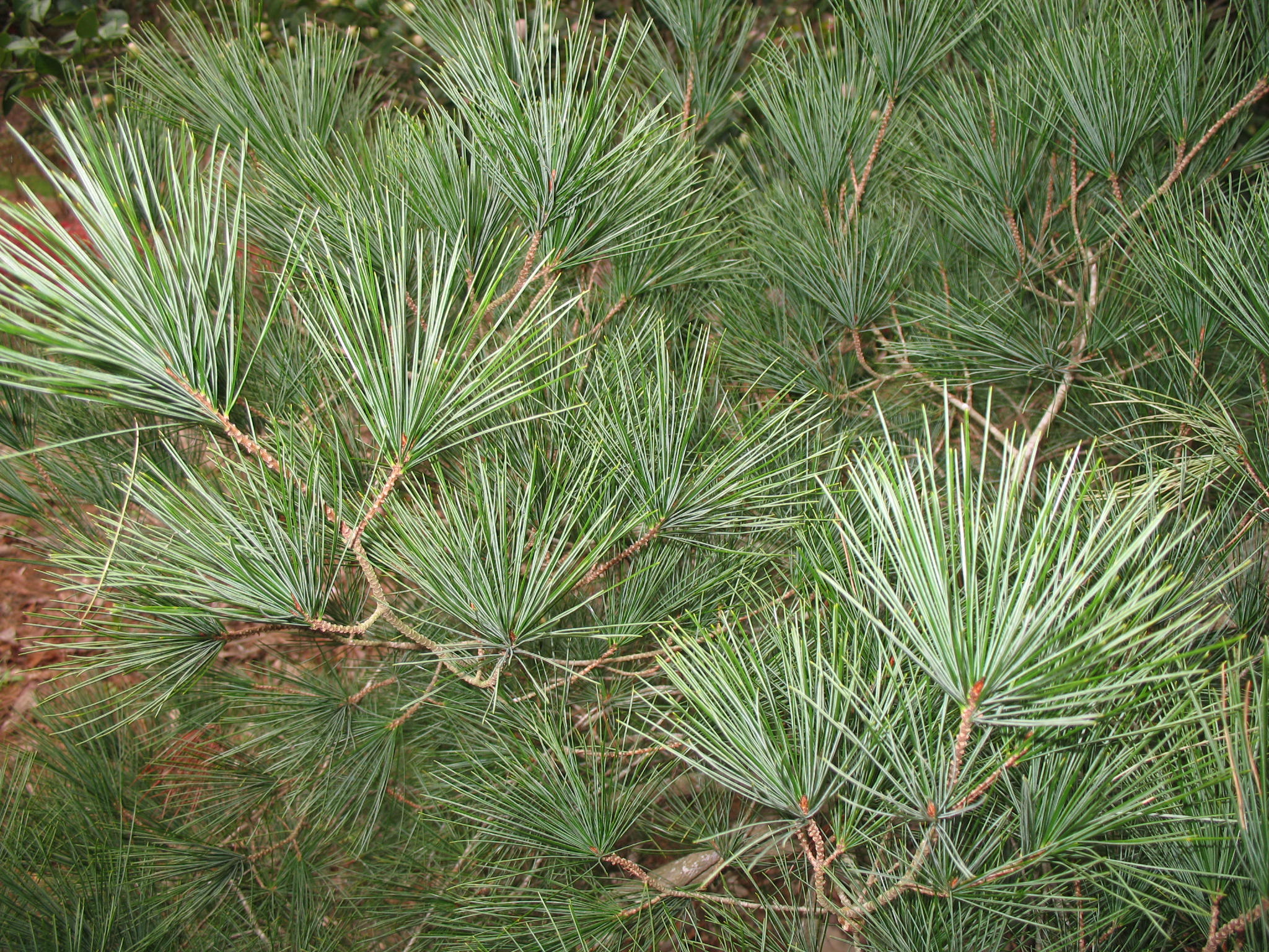 Pinus strobus  / Pinus strobus 