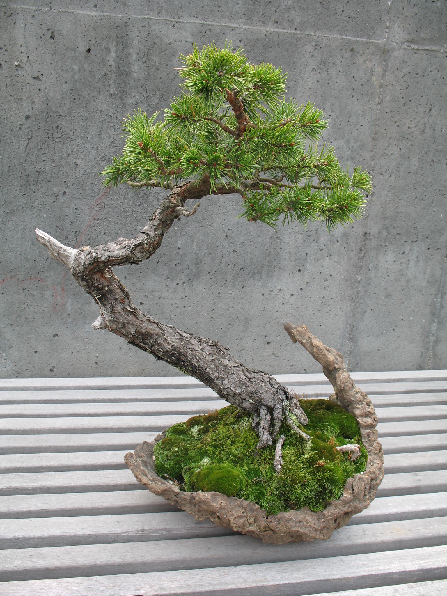 Pinus sylvestris   / Pinus sylvestris  