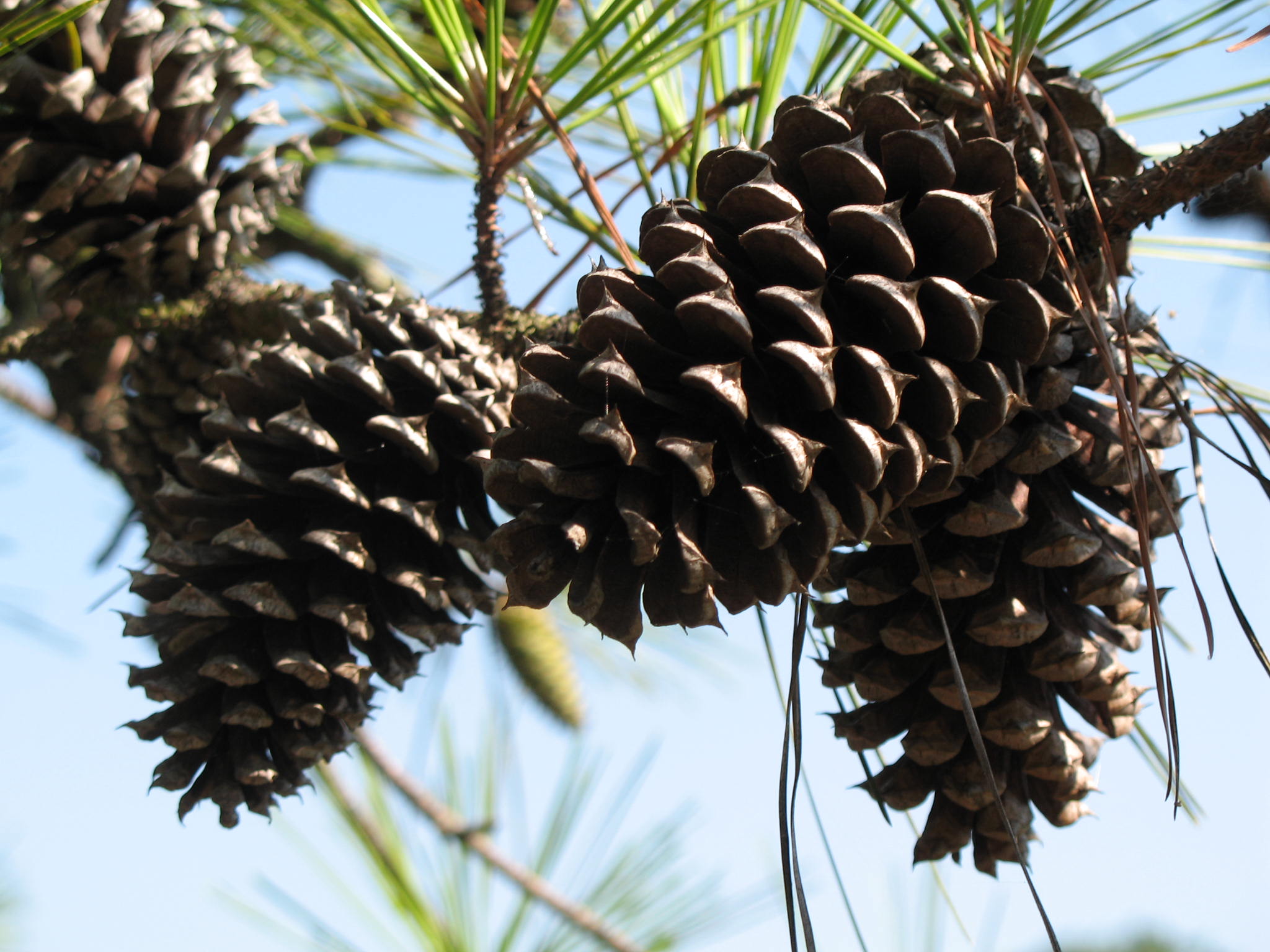 Pinus taeda  / Pinus taeda 