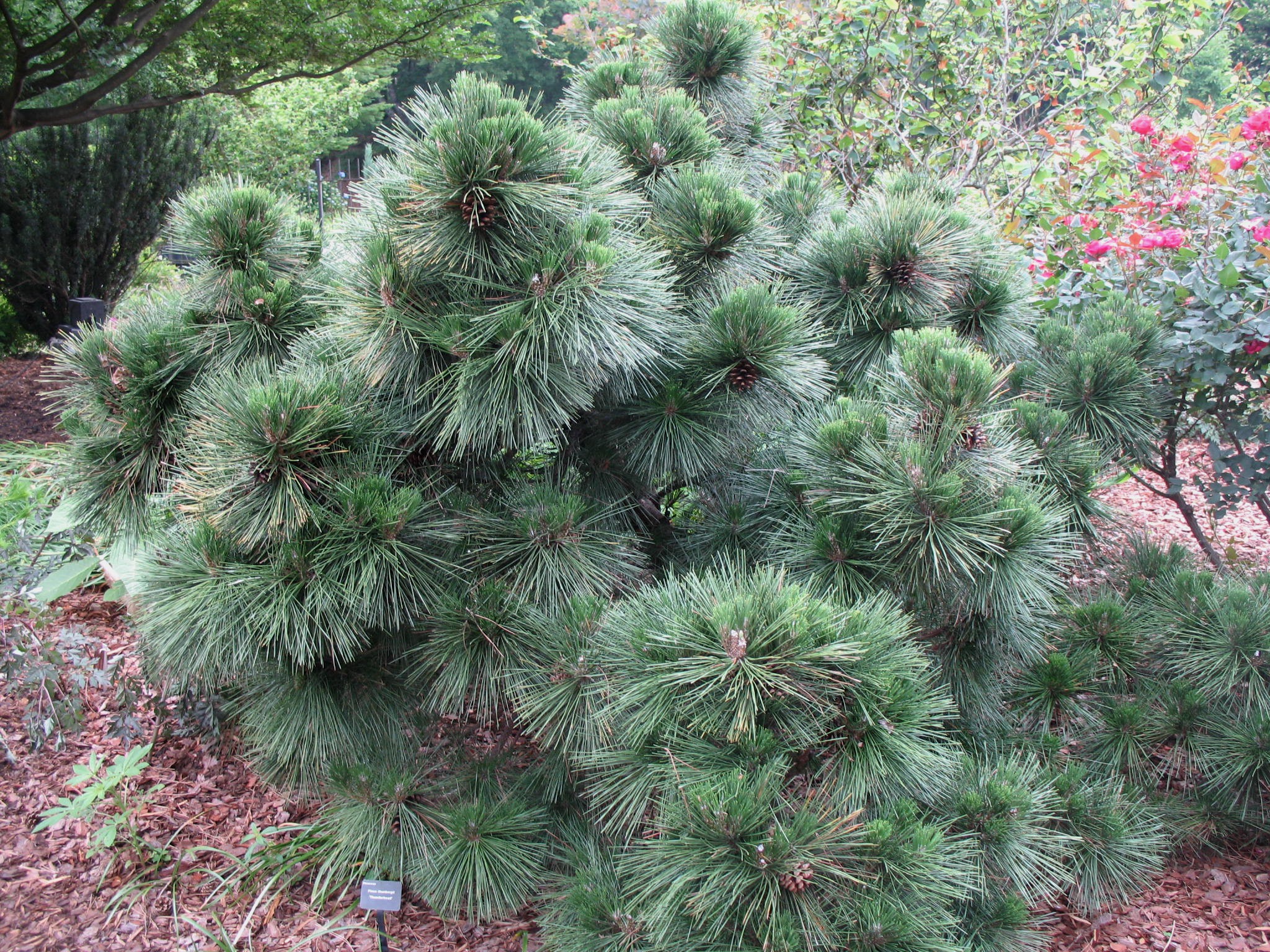 Pinus thunbergiana 'Thunderhead' / Thunderhead Japanese Black Pine
