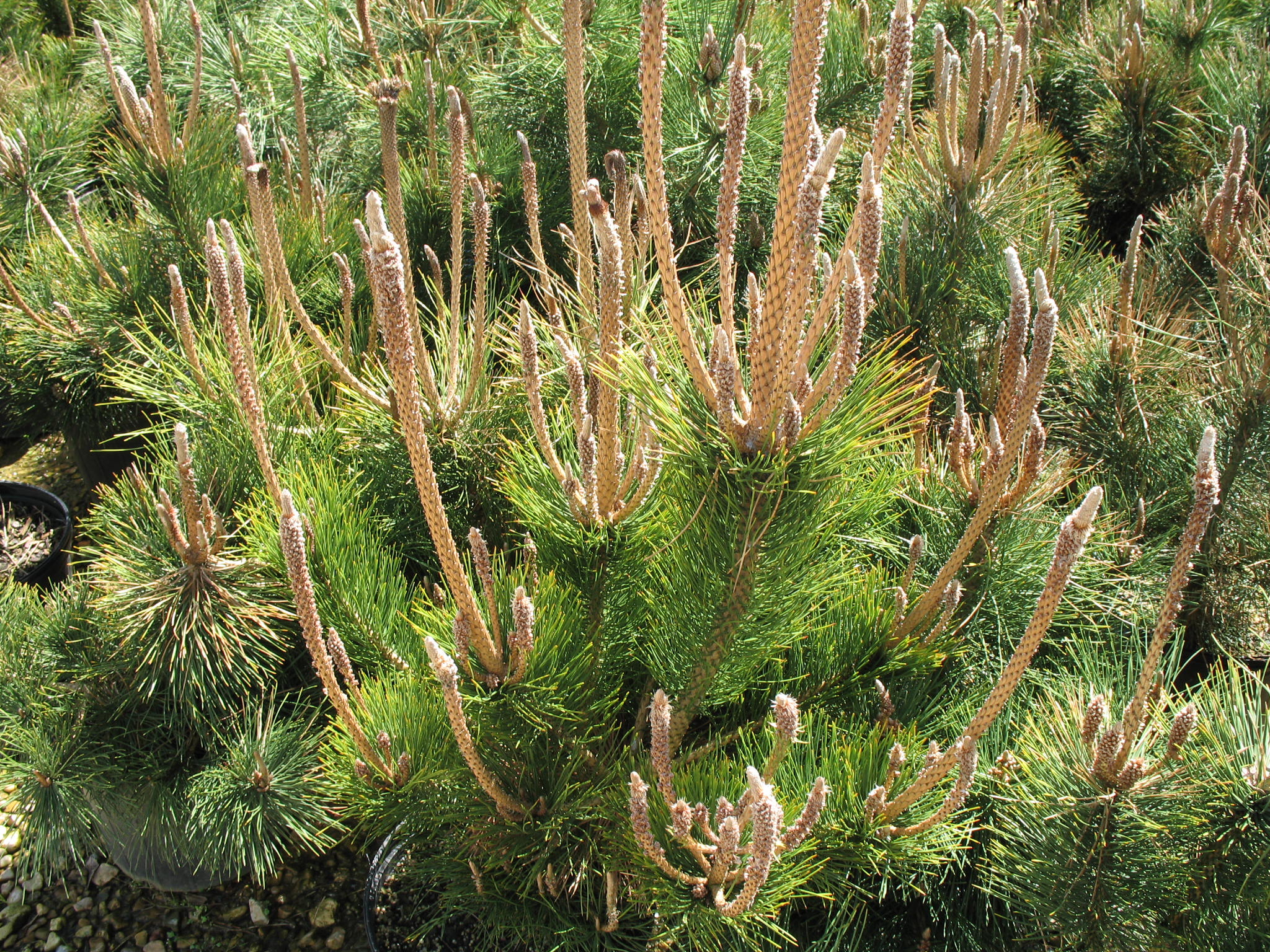 Pinus thunbergiana  / Japanese Black Pine