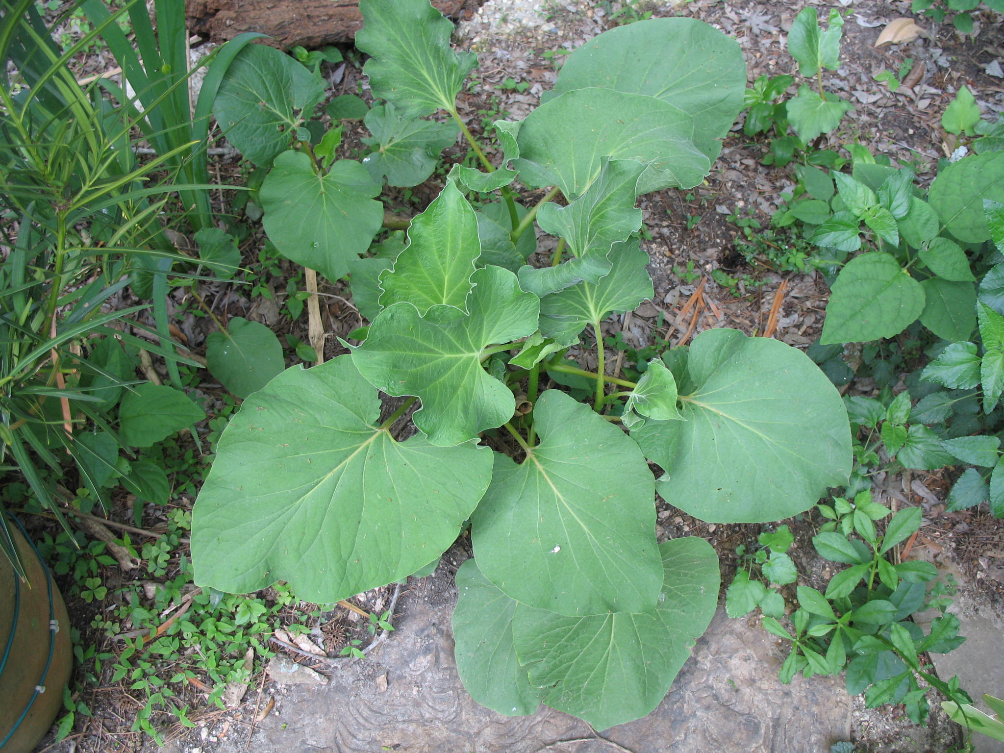 Piper auritum  / Root Beer Plant