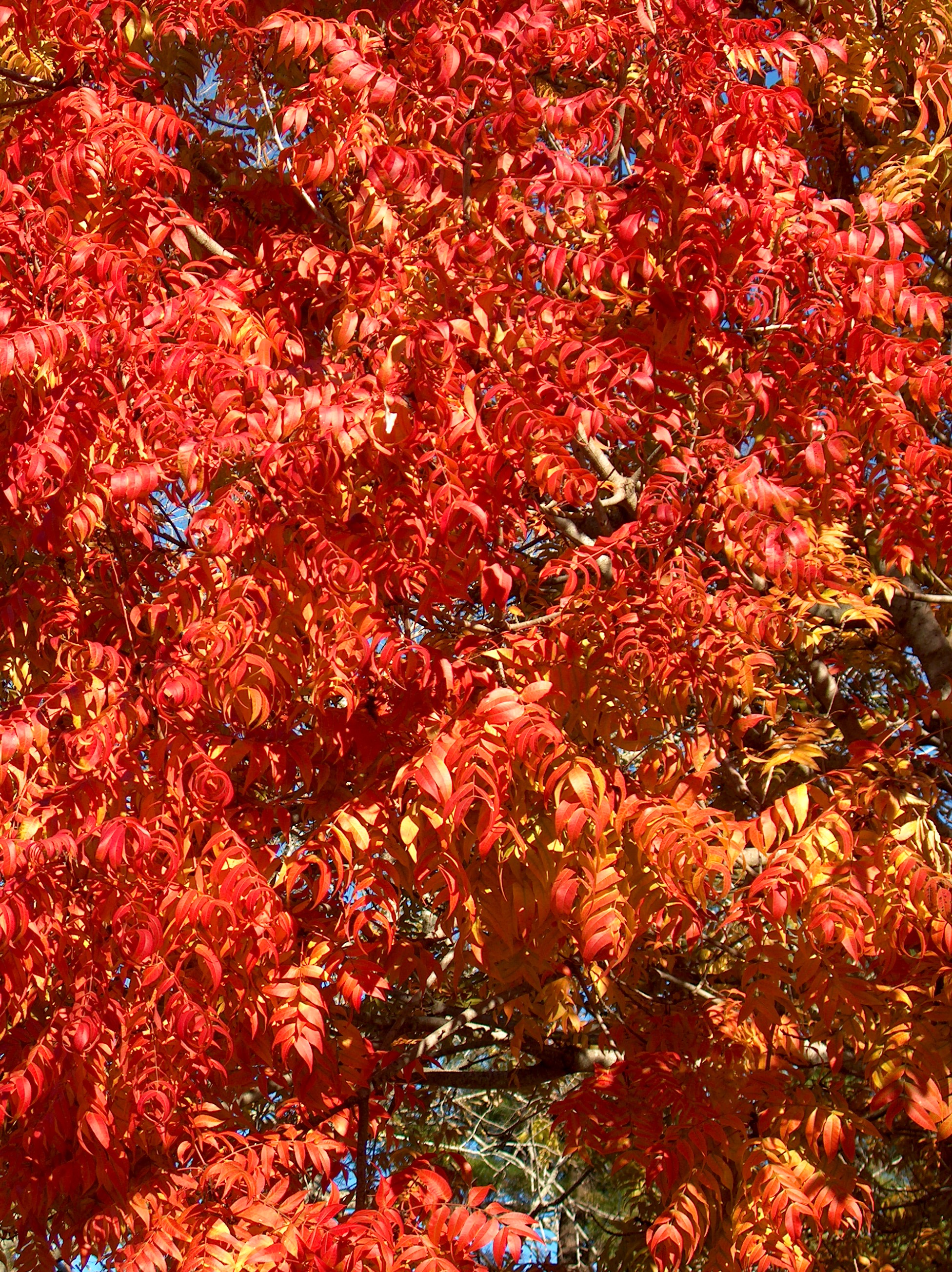 Pistacia chinensis  / Pistacia chinensis 