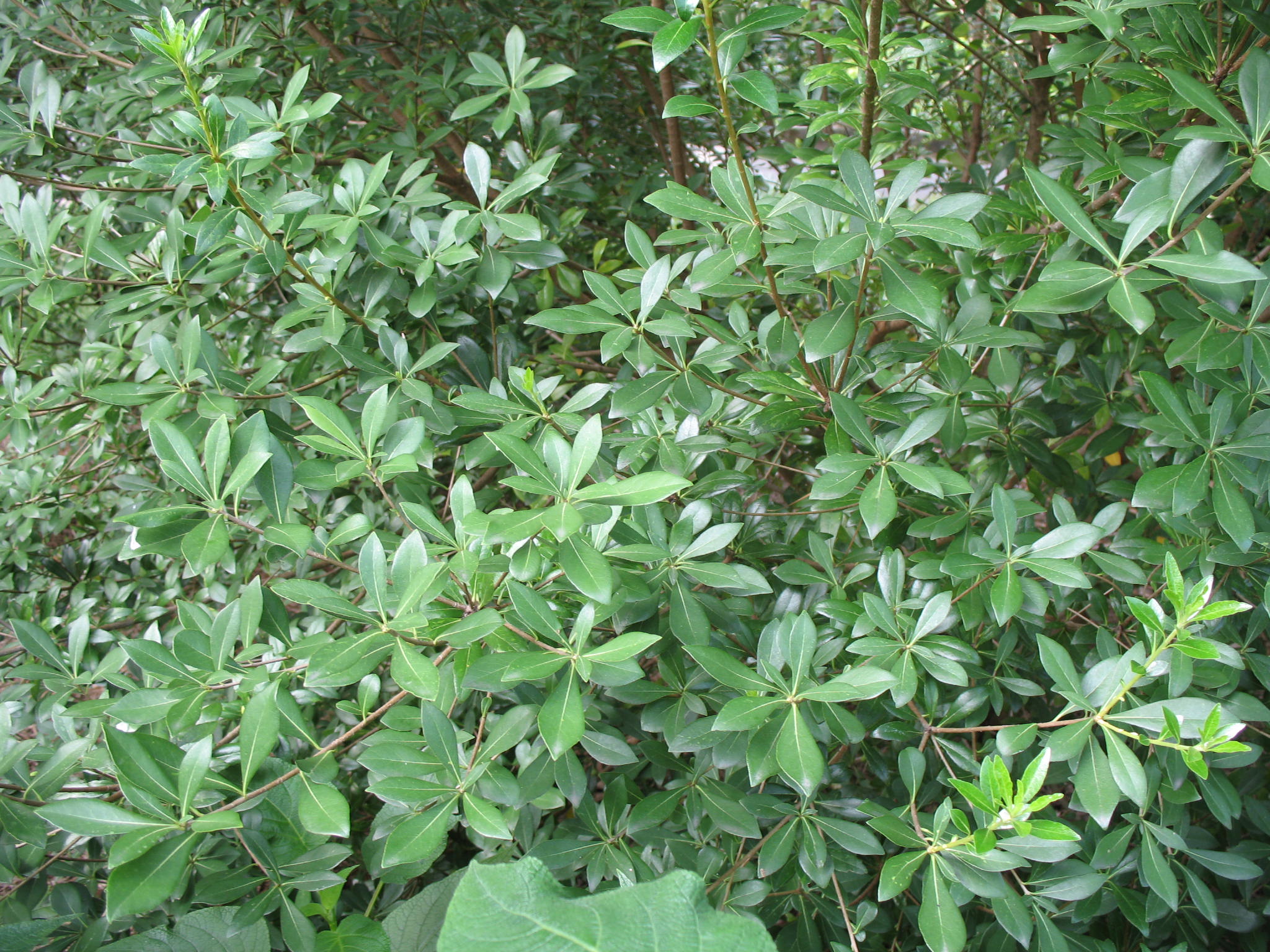 Pittosporum heterophyllum  / Pittosporum heterophyllum 