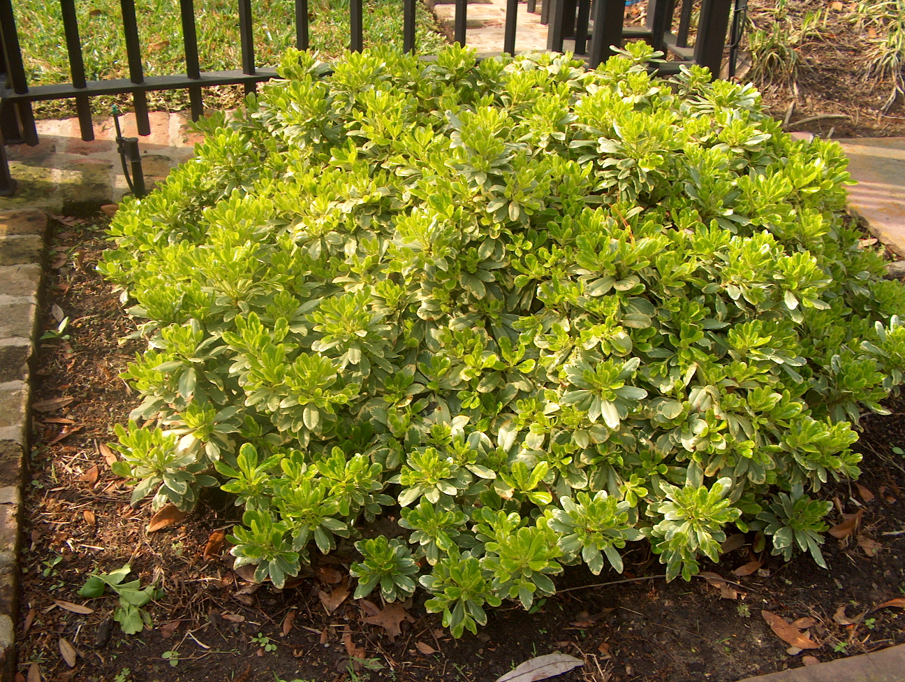 Pittosporum tobira 'Nana Variegata'  / Dwarf Variegated Pittosporum