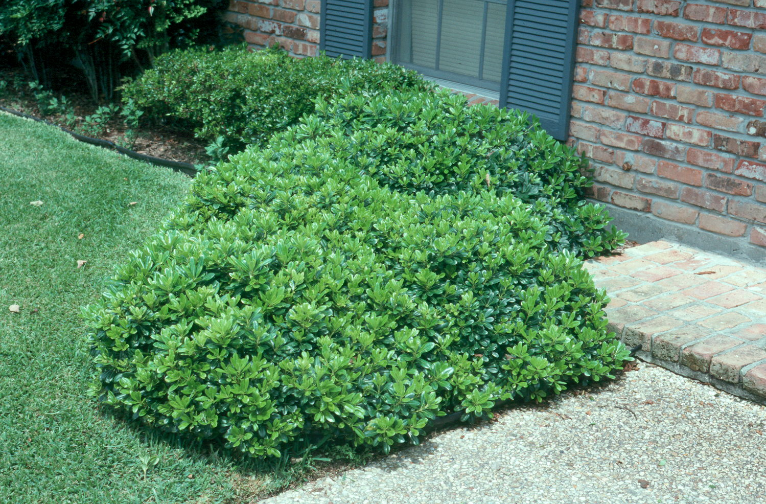 Pittosporum tobira 'Nana'  / Pittosporum tobira 'Nana' 