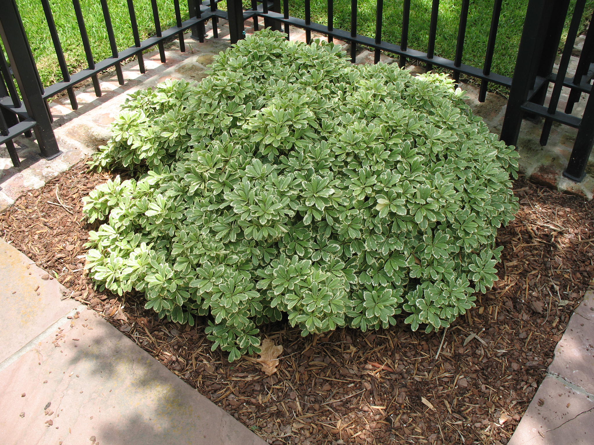 Pittosporum tobira 'Turner's Dwarf'  / Turner's Dwarf Pittosporum