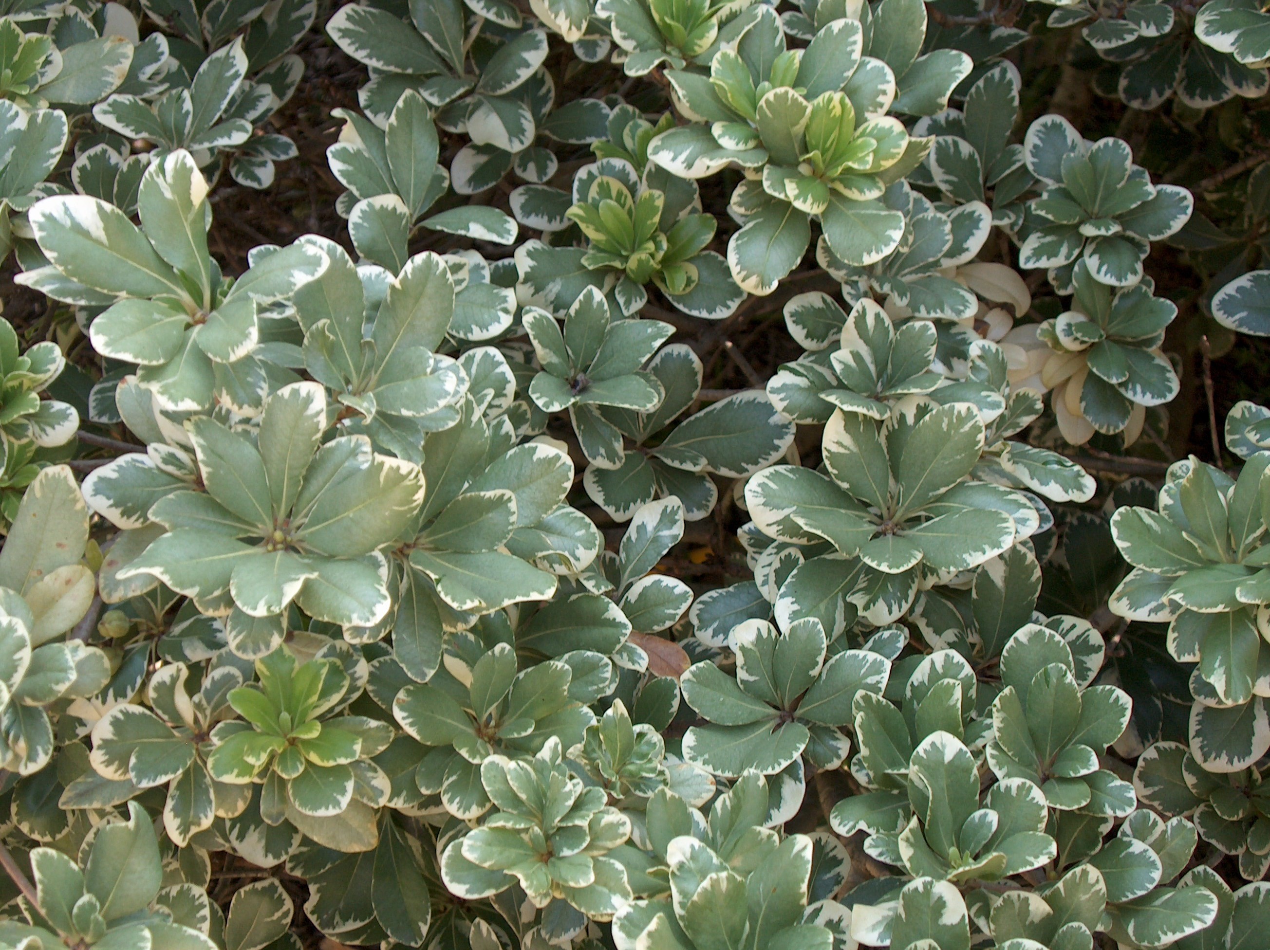 Pittosporum tobira 'Variegata'  / Pittosporum tobira 'Variegata' 