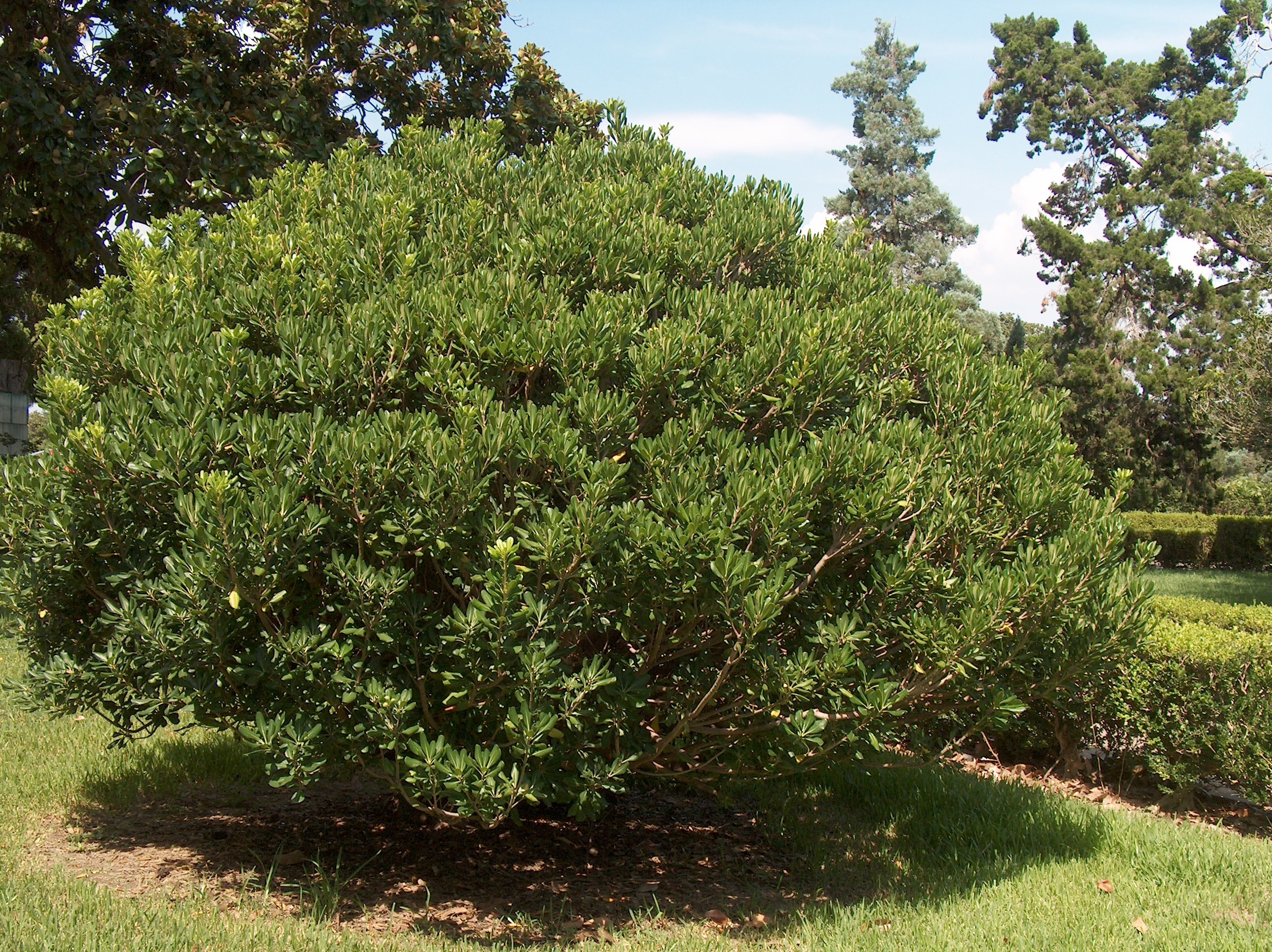 Pittosporum tobira  / Pittosporum