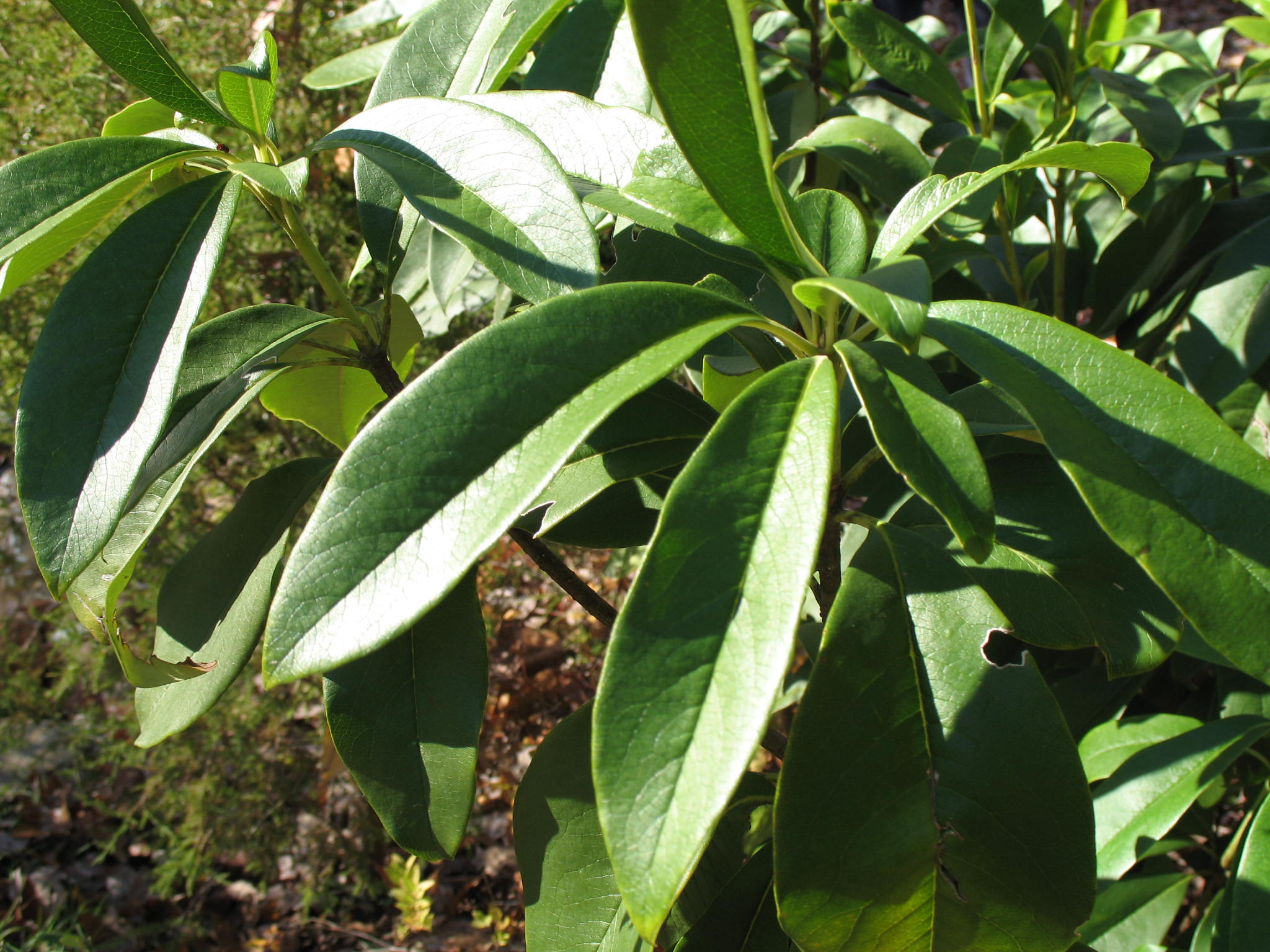 Pittosporum undulatum  / Pittosporum undulatum 