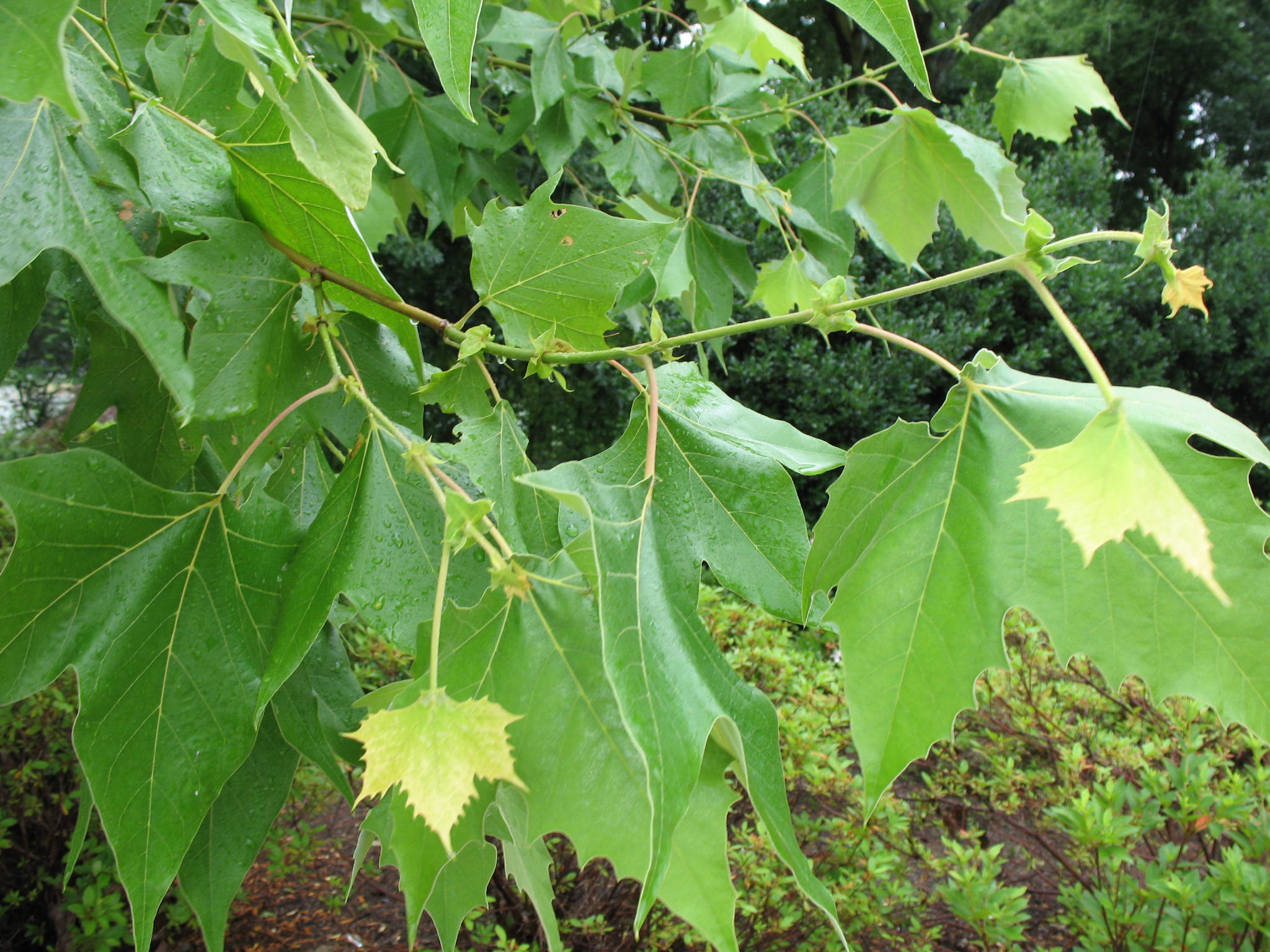 Platanus mexicana  / Mexican Sycamore