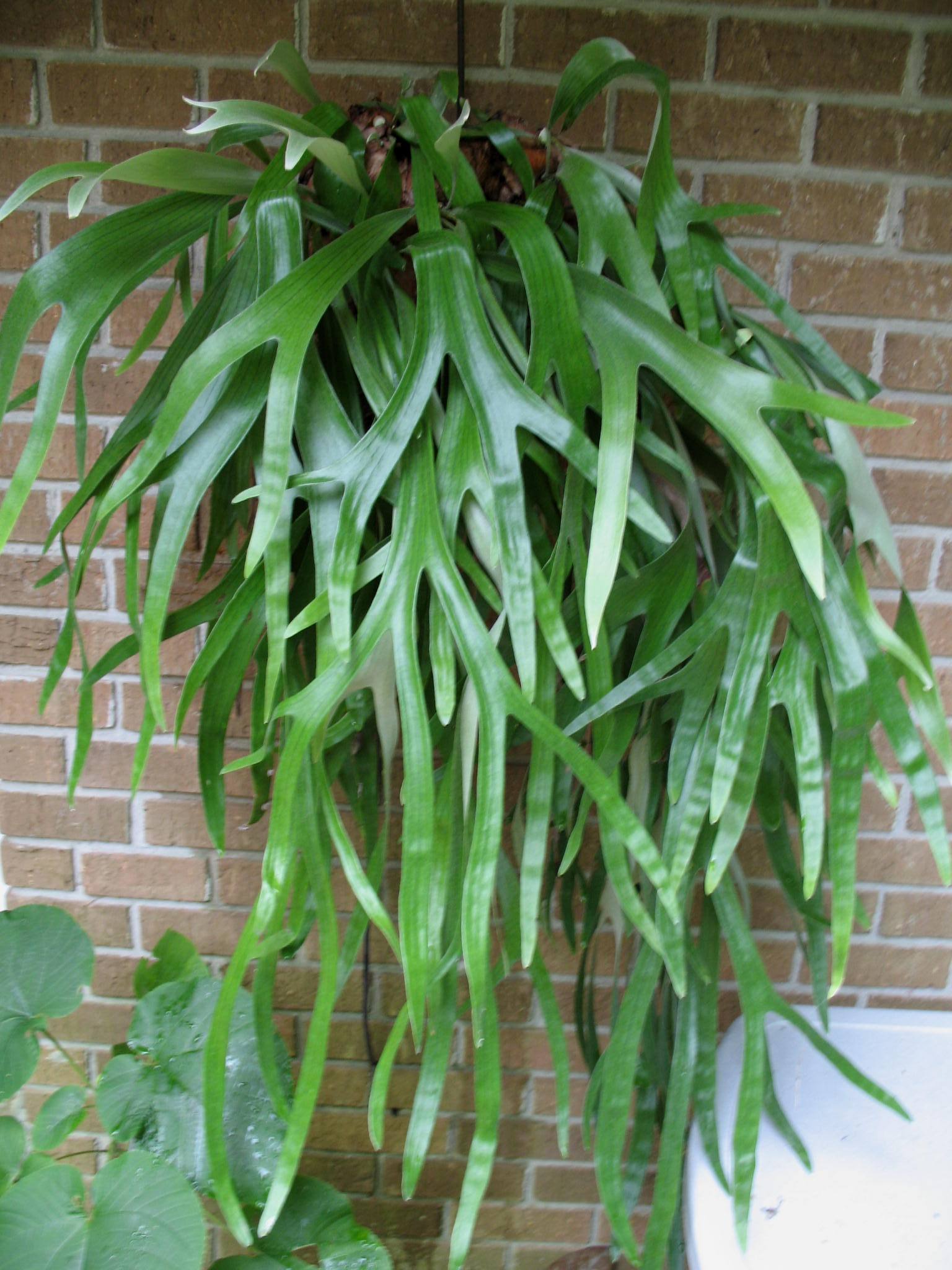 Platycerium species  / Staghorn Fern