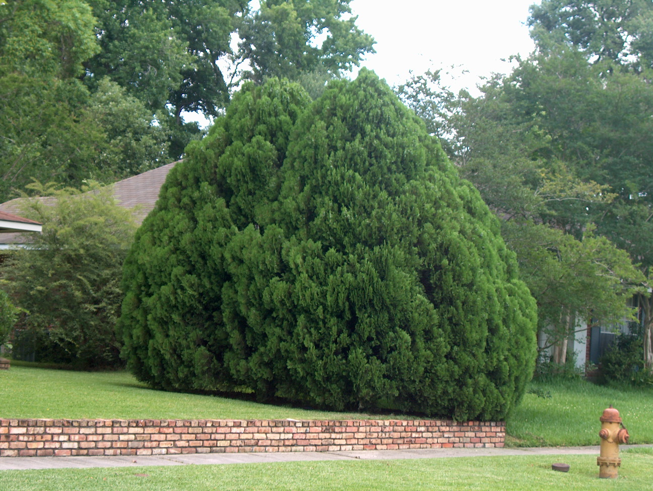 Platycladus orientalis  / Oriental Arborvitae