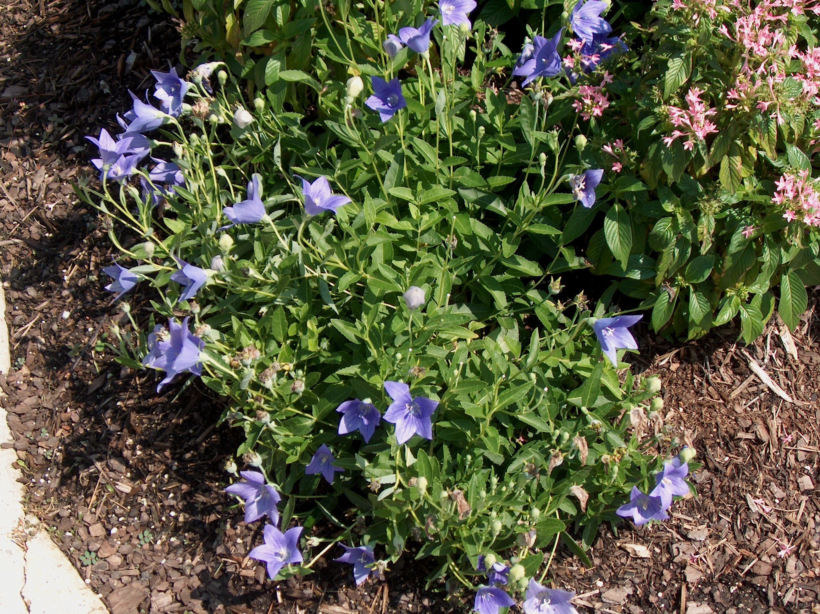 Platycodon grandiflorus   / Platycodon grandiflorus  