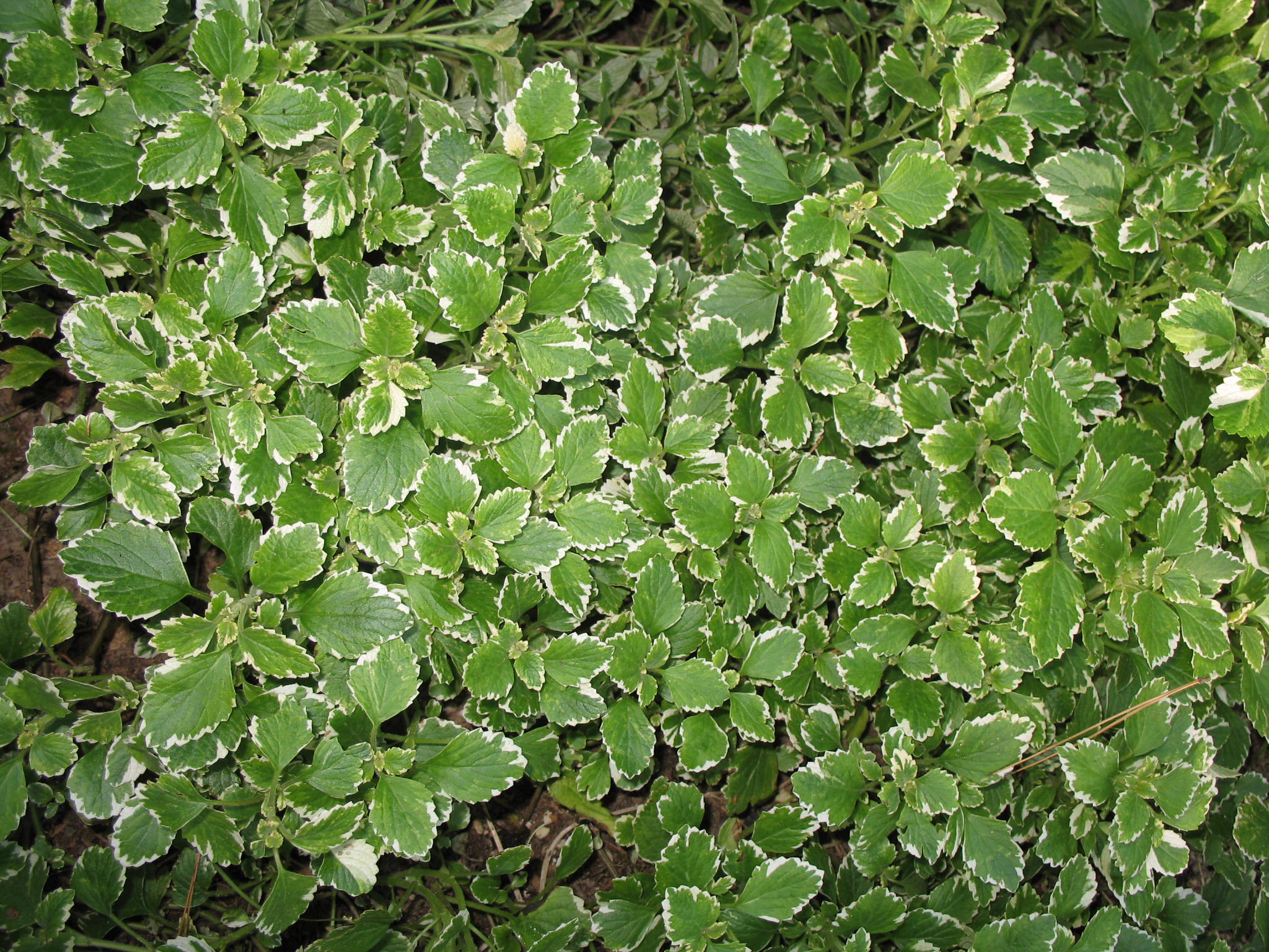 Plectranthus coleoides 'Marginatus' / White-Edged Swedish Ivy